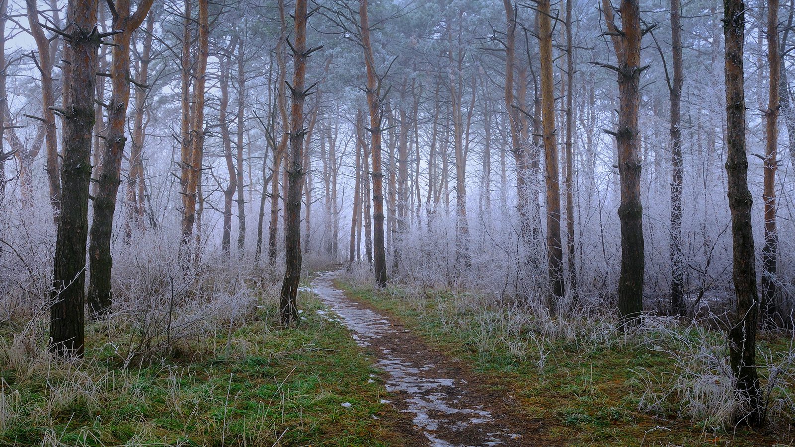 лес, зима, иней, туман, сосны, тропинка, природа, пейзаж, Serj Master