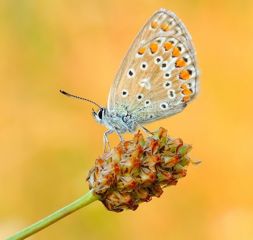 macro, Zbyszek  Walkiewicz