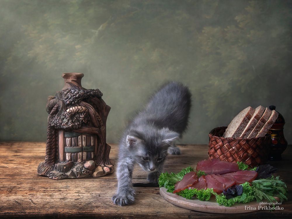 натюрморт, мясо, котенок, постановочное фото, Ирина Приходько