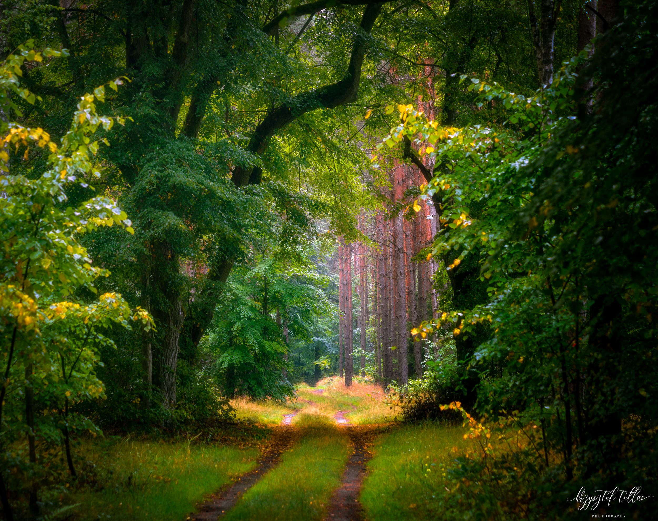 forest, nature, light, morning, summer, trees, Dobrzyca, forest road, Nikon, Krzysztof Tollas