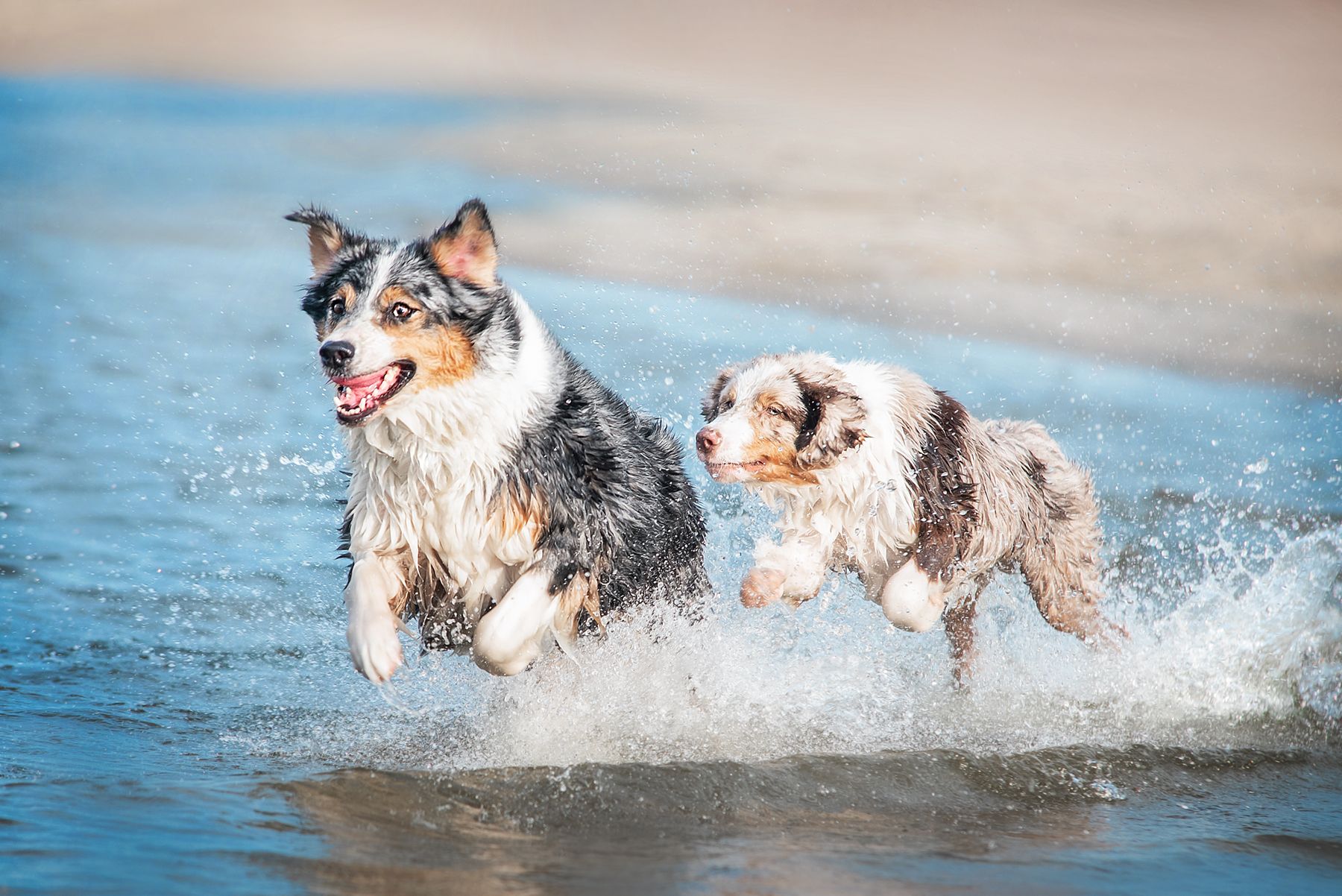 dog, australianshepherd, aussie, waves, water, Анна Вильховая