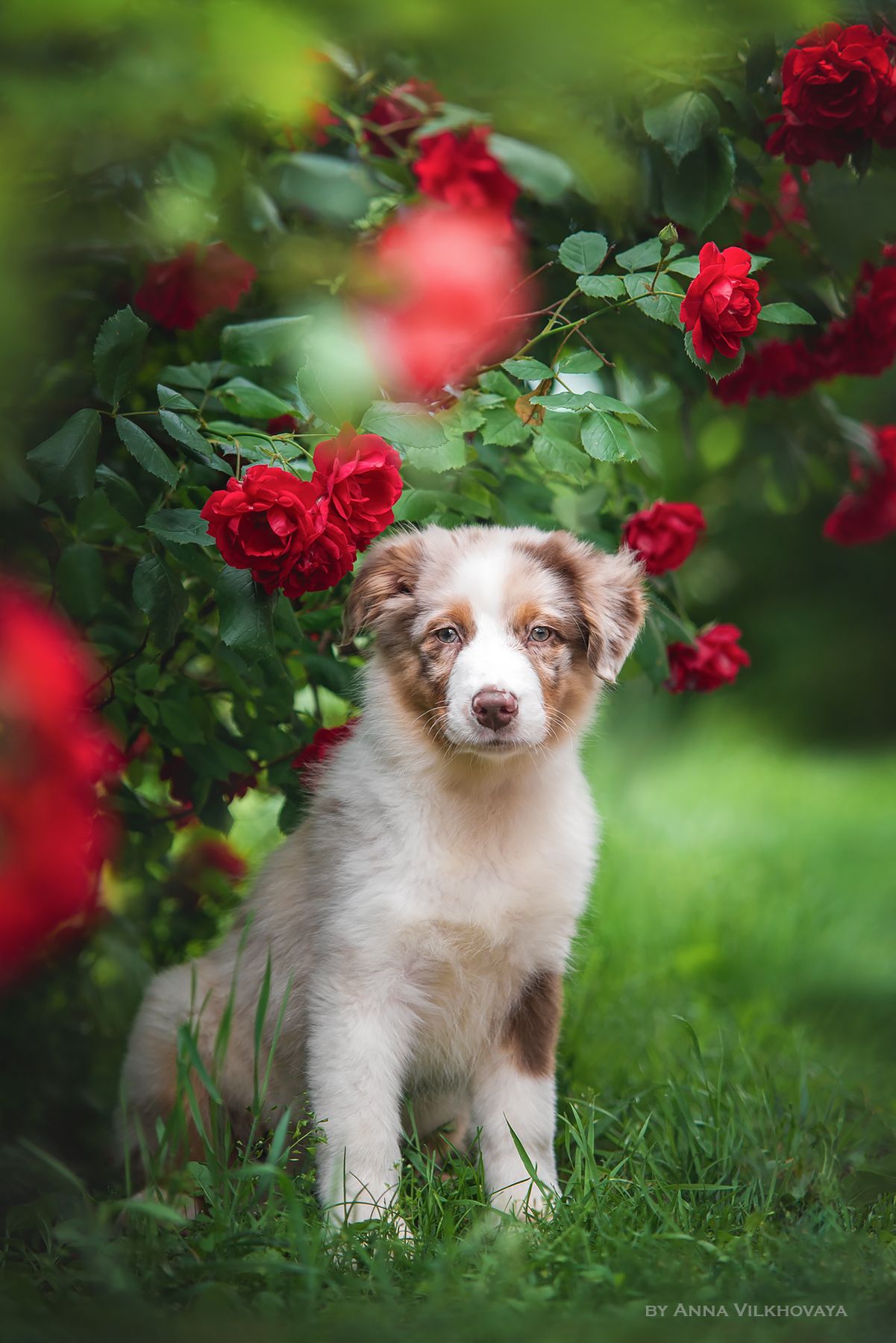 dog, aussie, roses, Анна Вильховая