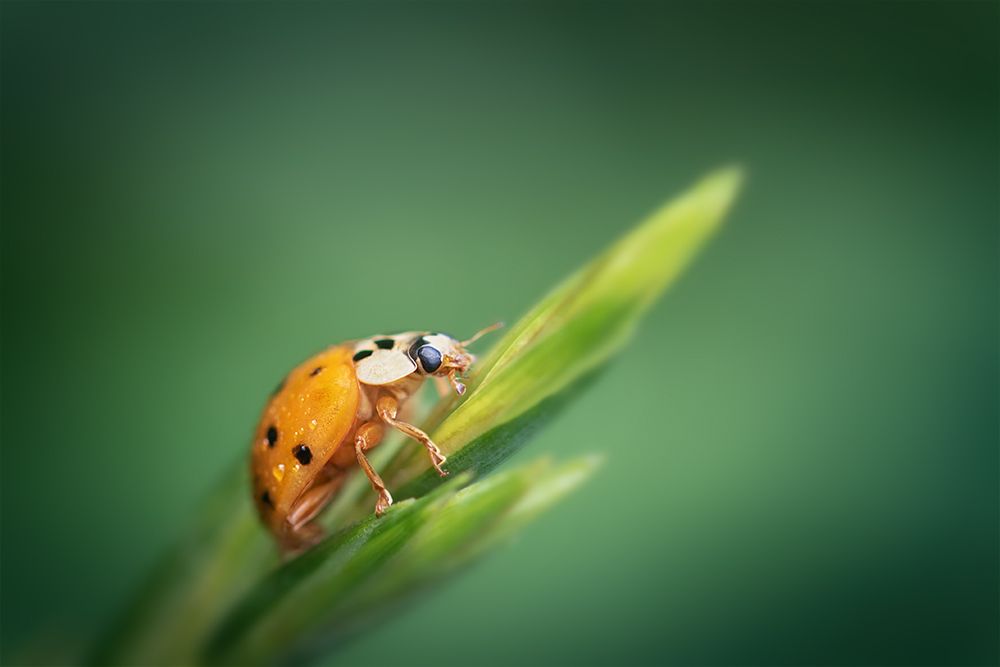 макро, божья коровка, ladybug, macro, Марина Хилько