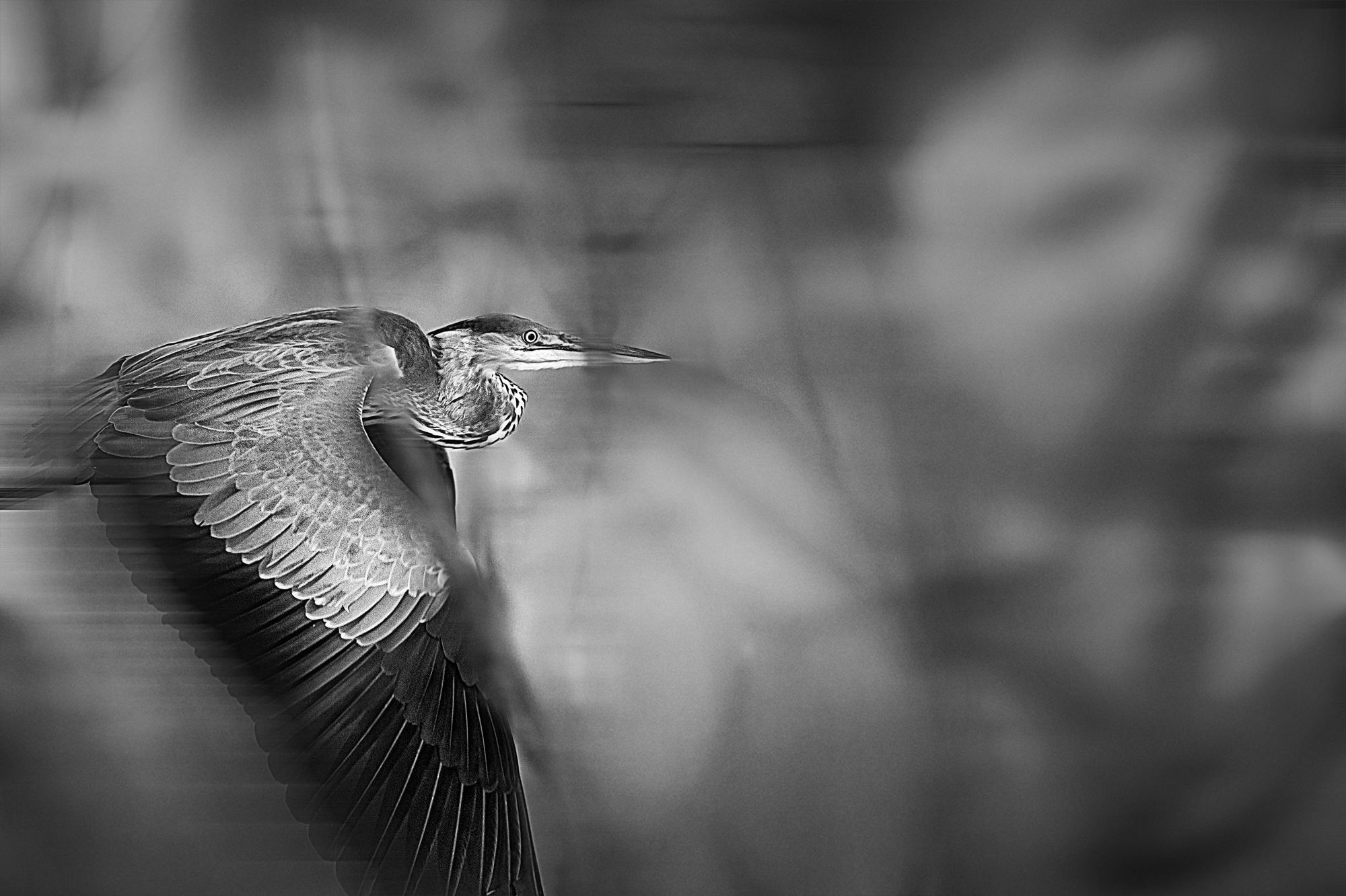 grey heron, birds, wild nature, Vyacheslav Lozhkin