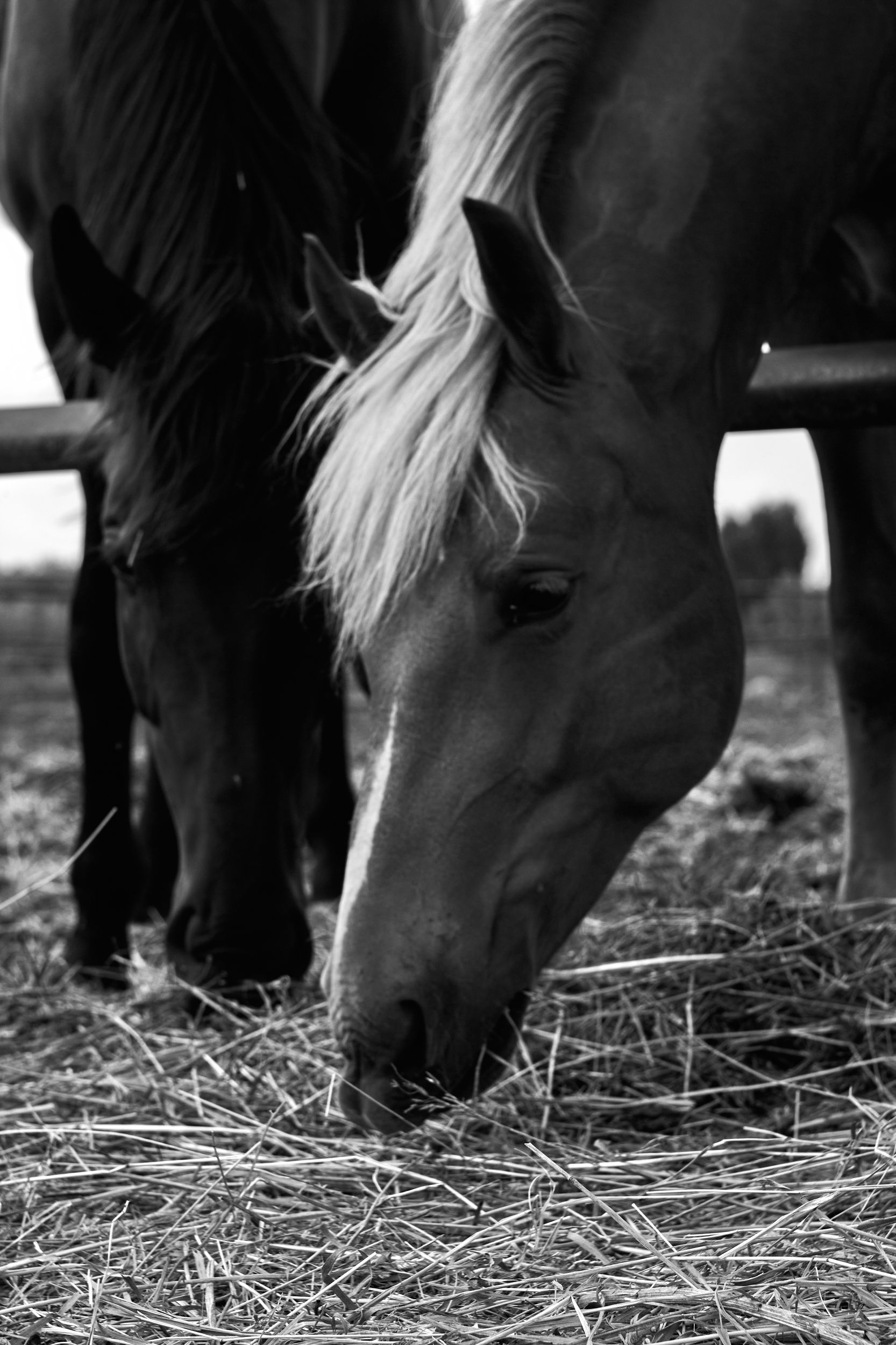 животные, кони, лошади, Алексей Баландин