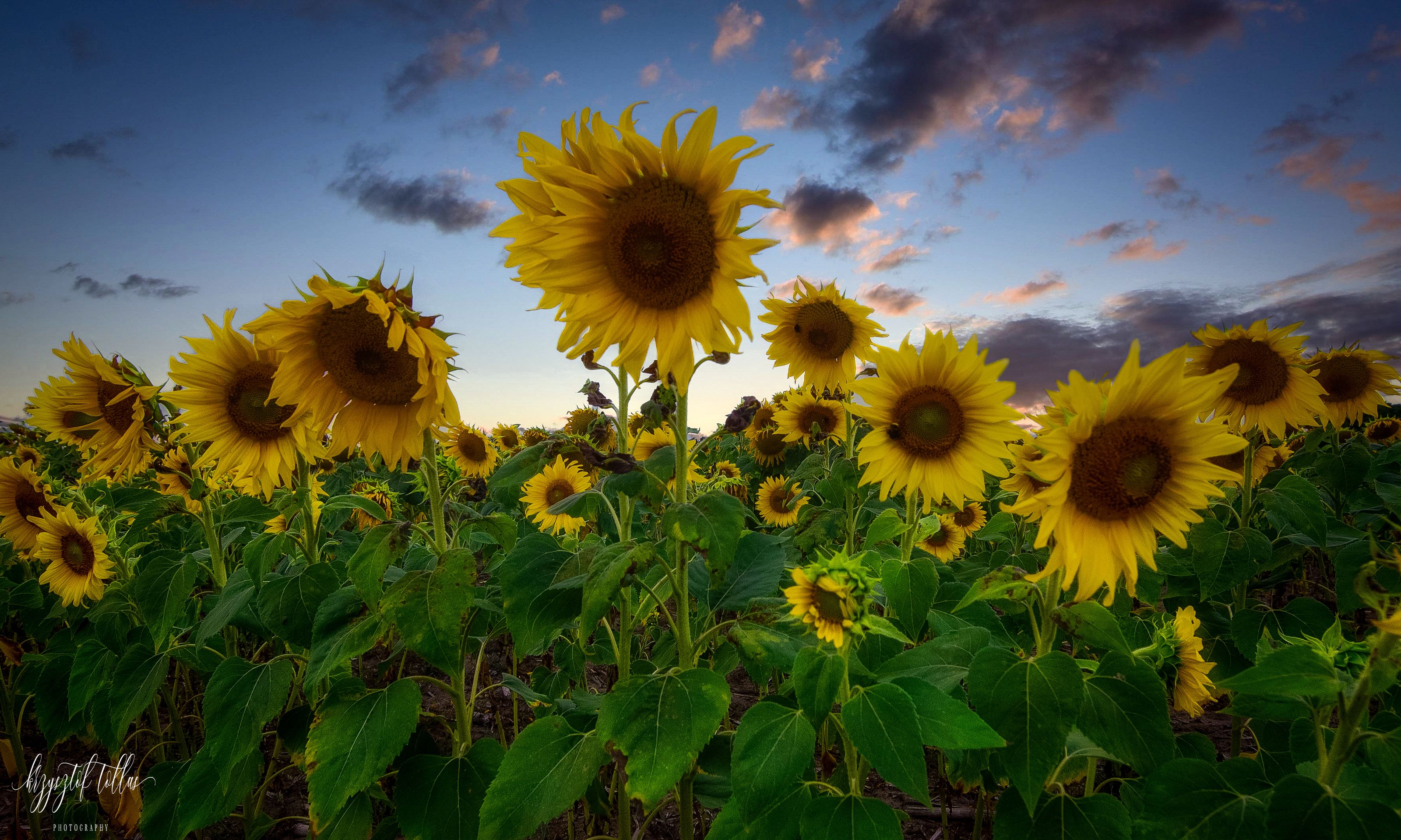 sunflowers flowers nature cultivation agriculture light landscape sky clouds nikon summer, Krzysztof Tollas
