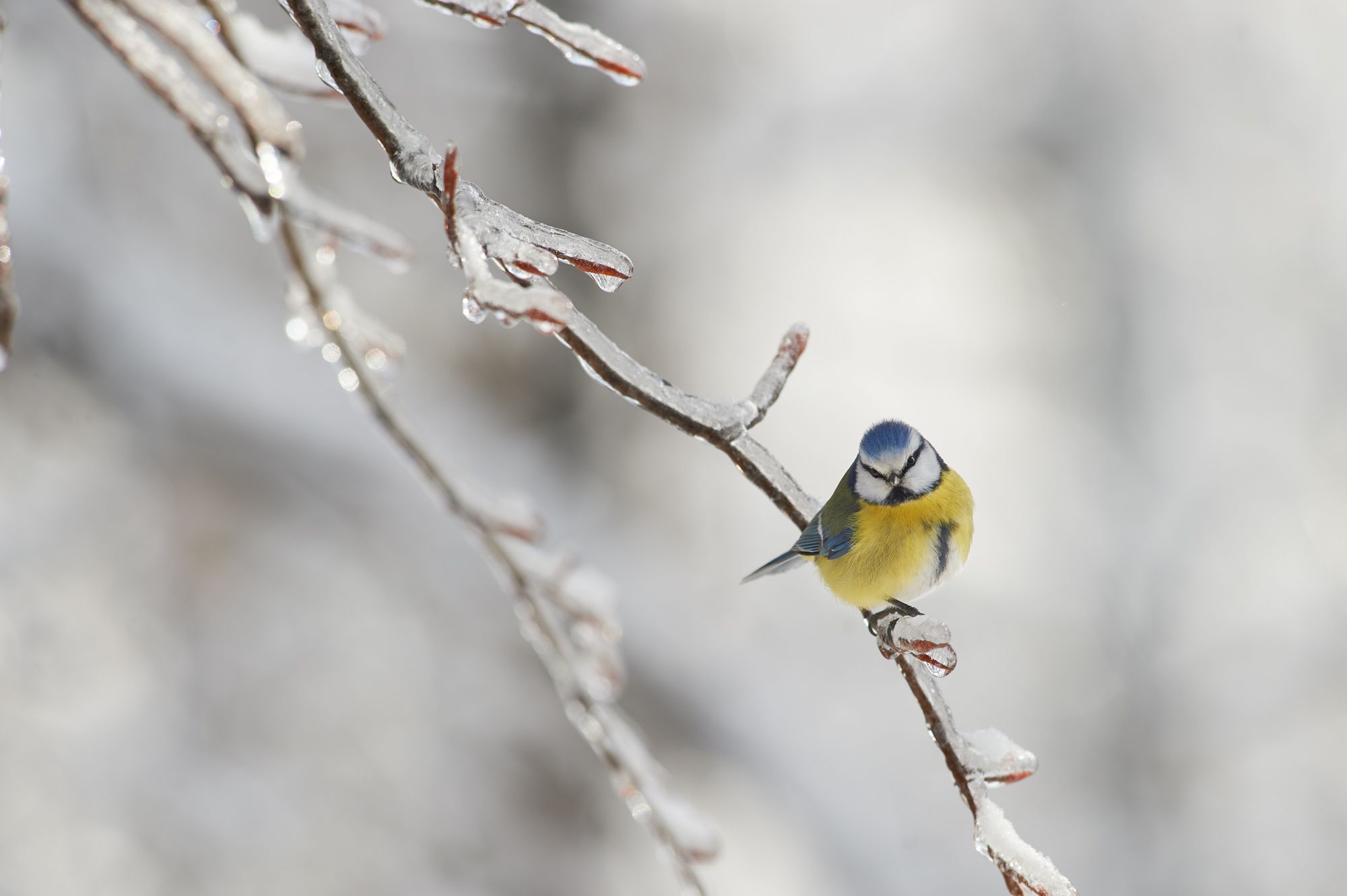 nature, wildlife, birds, Калин Ботев