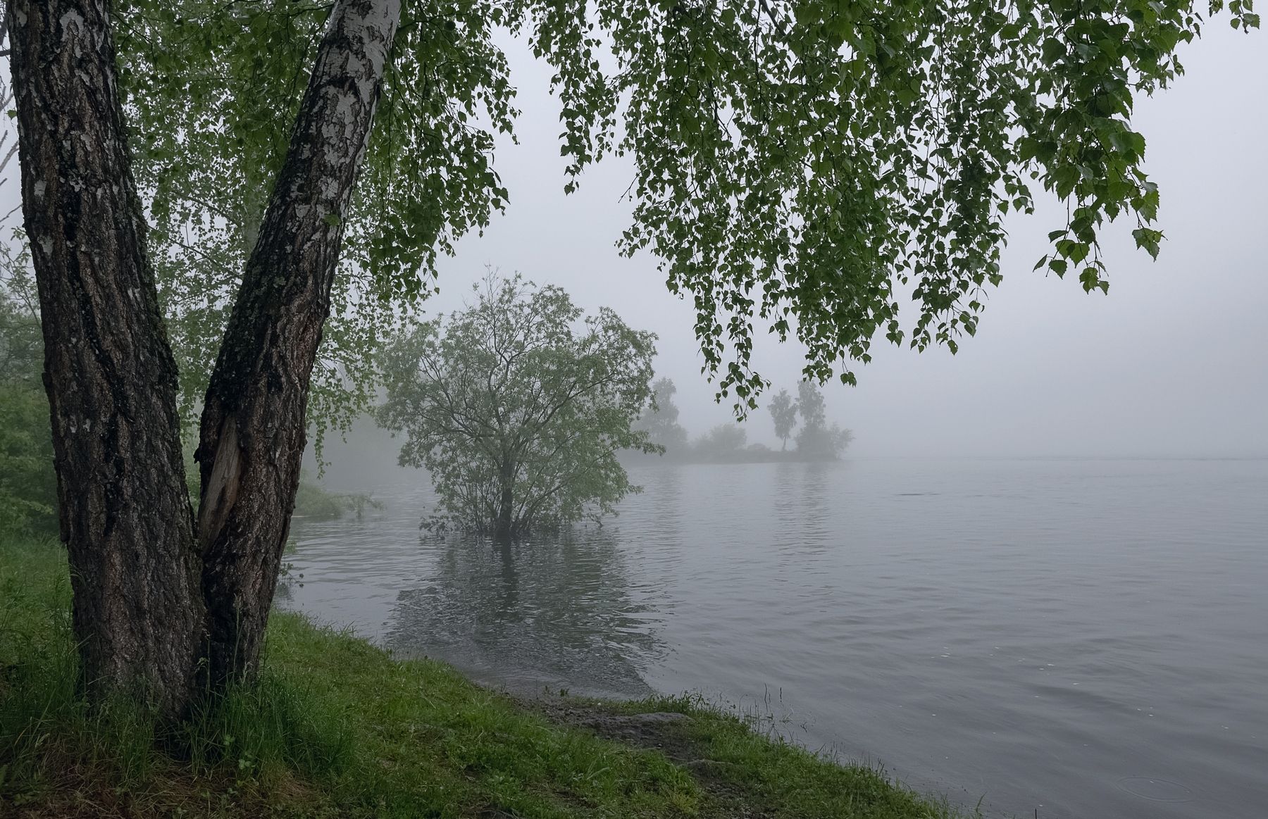 наводнение, туман, раннее утро., Марина Фомина