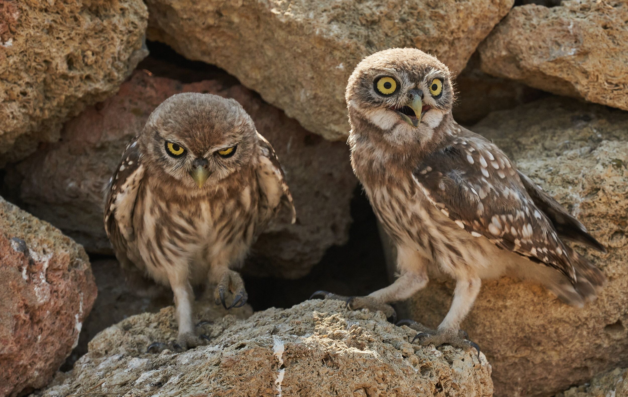 owl, Victor Krachkovsky