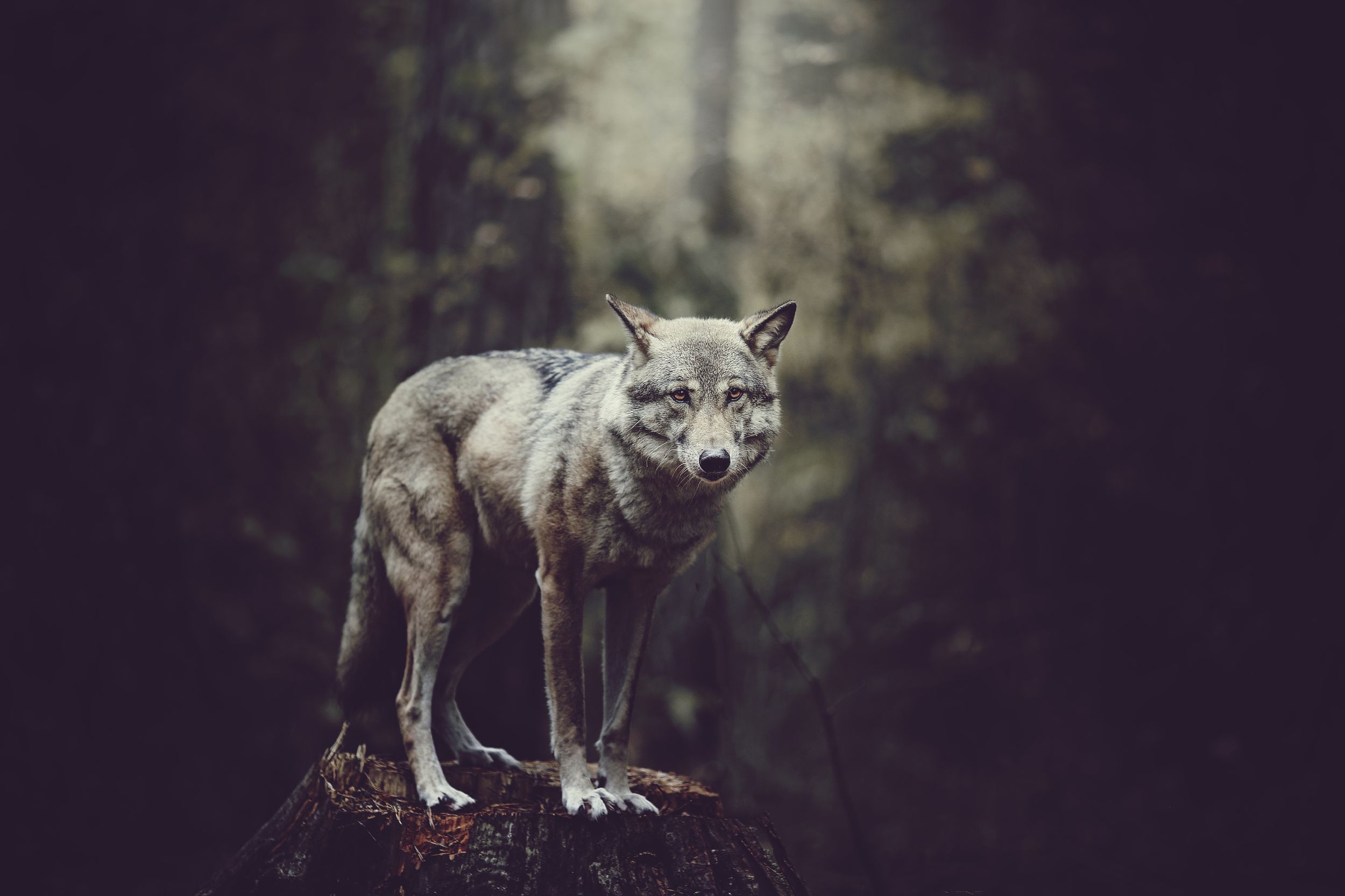 волк, волчица, осень, лес, хищник, wolf, forest, animal, wild, Anna Yarkova