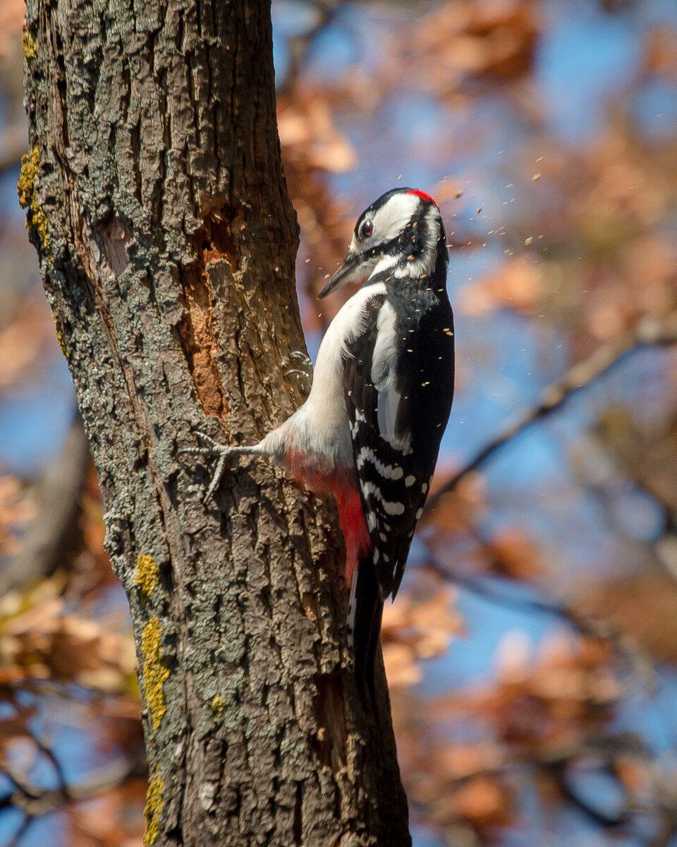 птицы, дятел, wildlife, birds, great spotted woodpecker, Алексей Юденков
