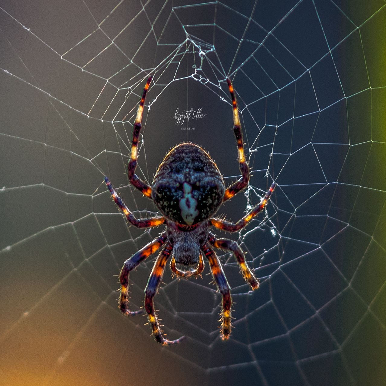 spider  macro  nature  insect  cobweb  spider web  sunrise  Photography nikon, Krzysztof Tollas