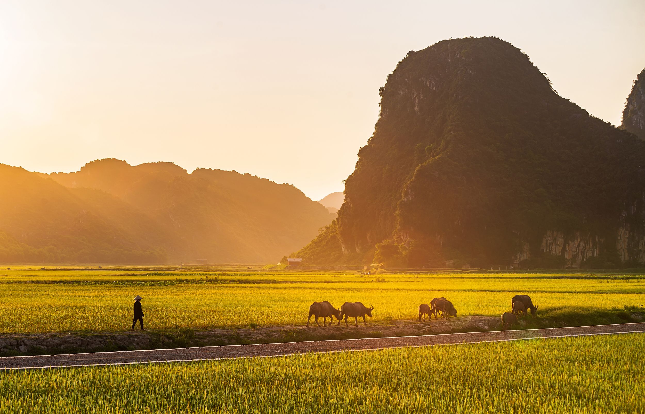 landscape, paddy field, Anh Tuấn Trần