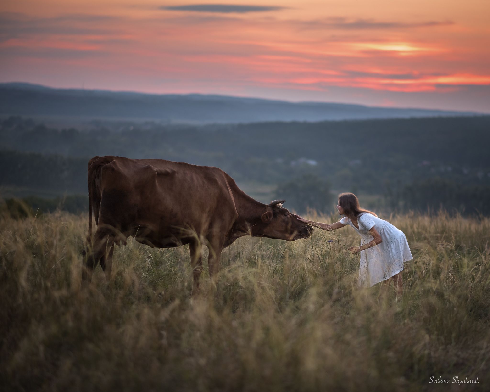 beauty, summer, emotion, portrait, animal, sunset, cow, Светлана Шинкарук