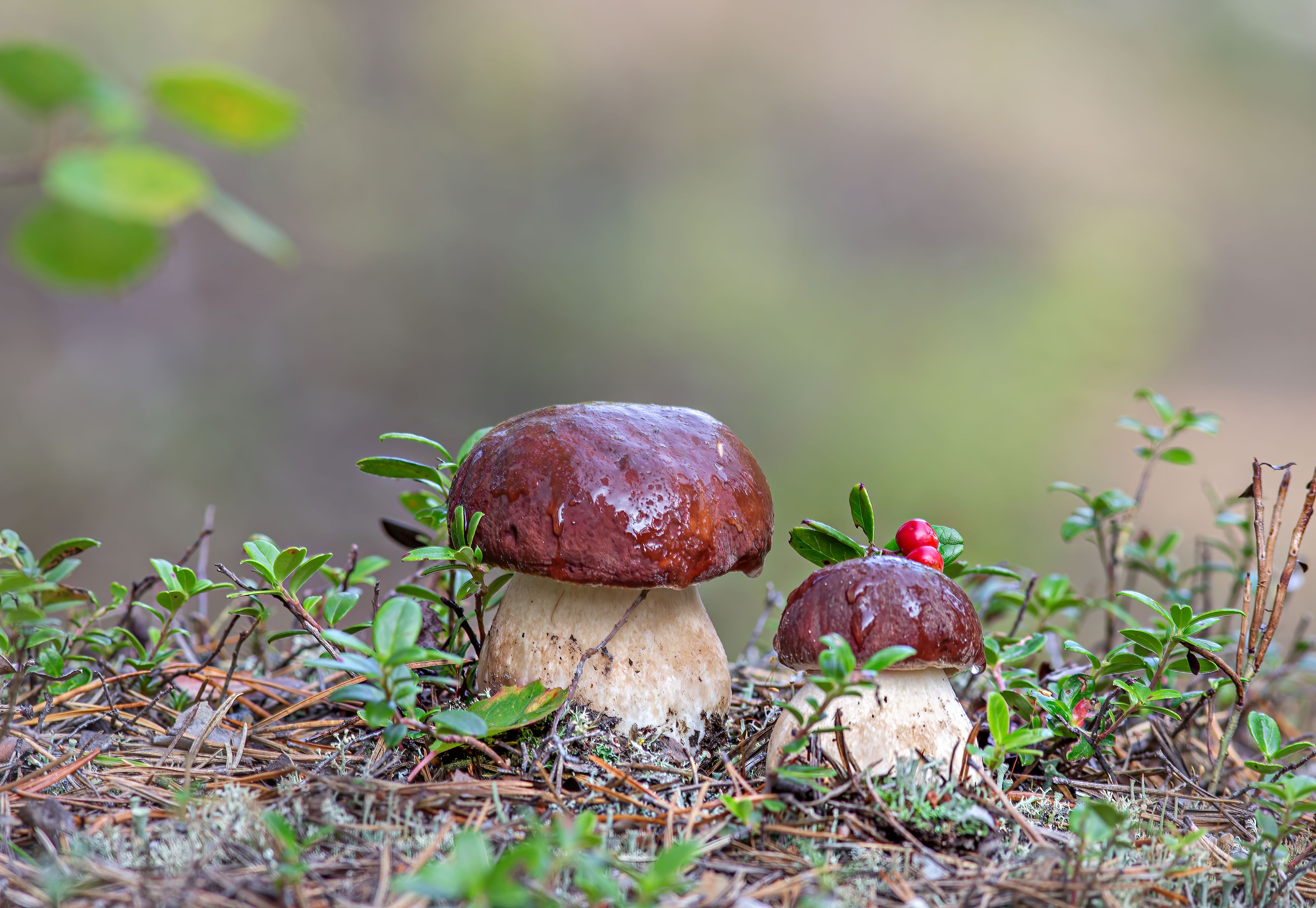 грибы,боровики,лес,природа,север,коми,печора, Игорь Триер