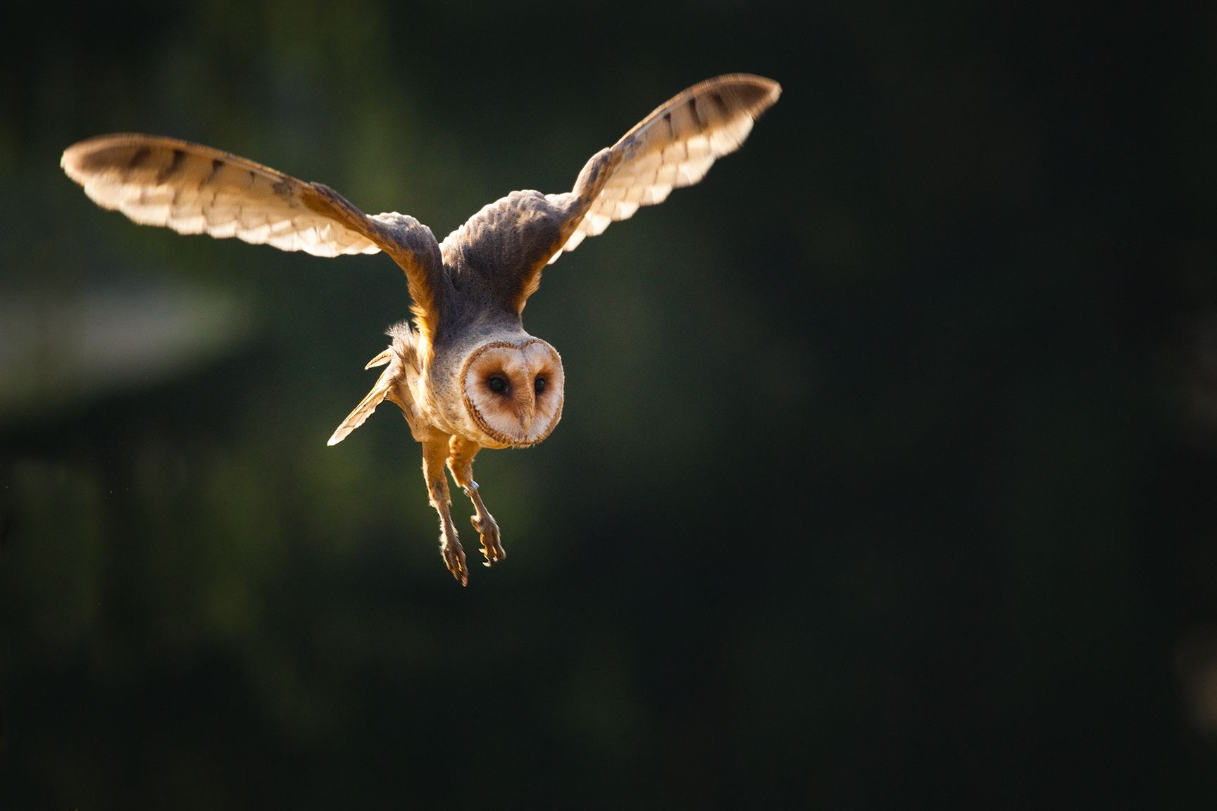 , Robert Adamec