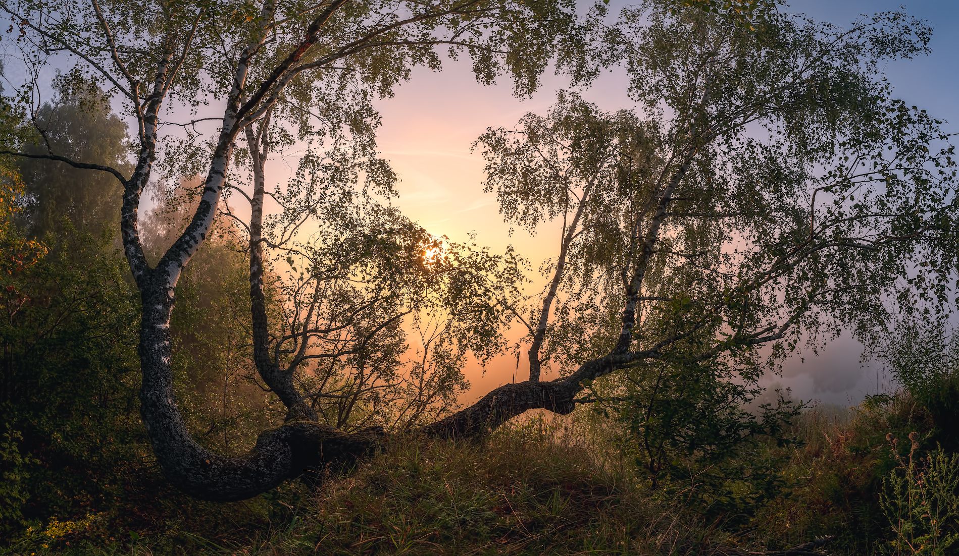 дерево, утро, чекалин, рассвет, лето, Виталий Левыкин