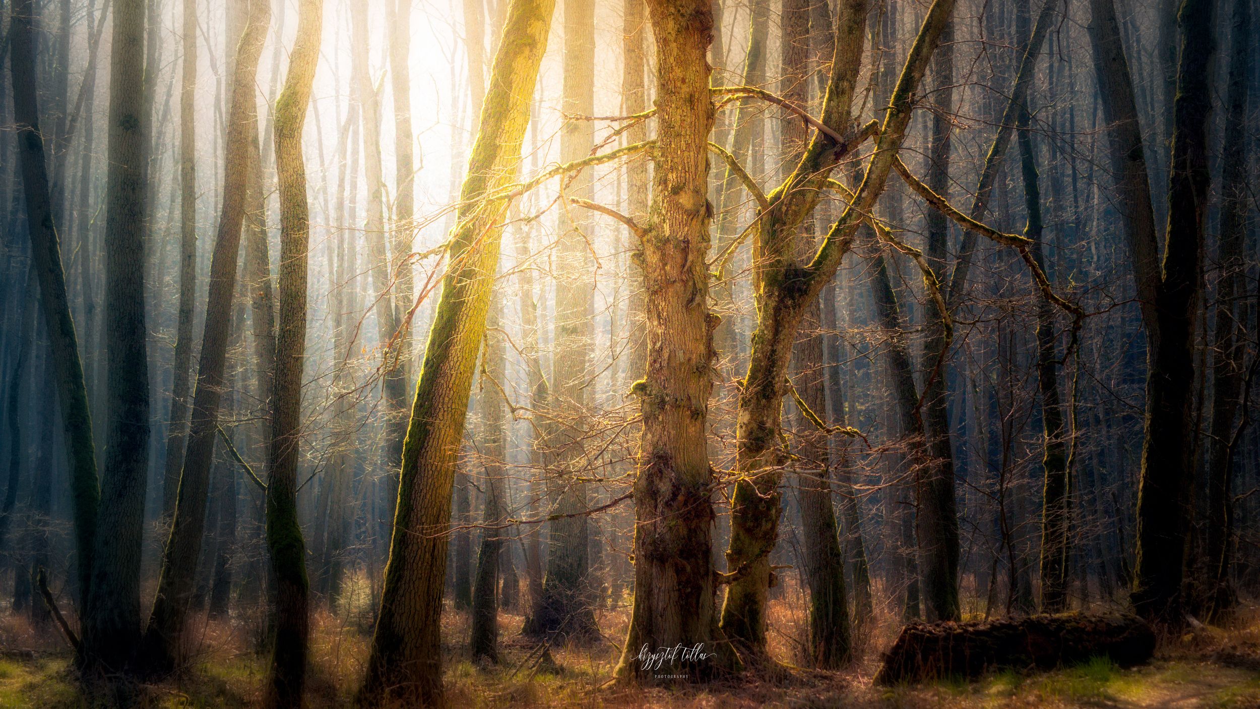 forest, natura, light, dawn, trees, forest atmosphere, nikon, mist, forest scenery, Krzysztof Tollas
