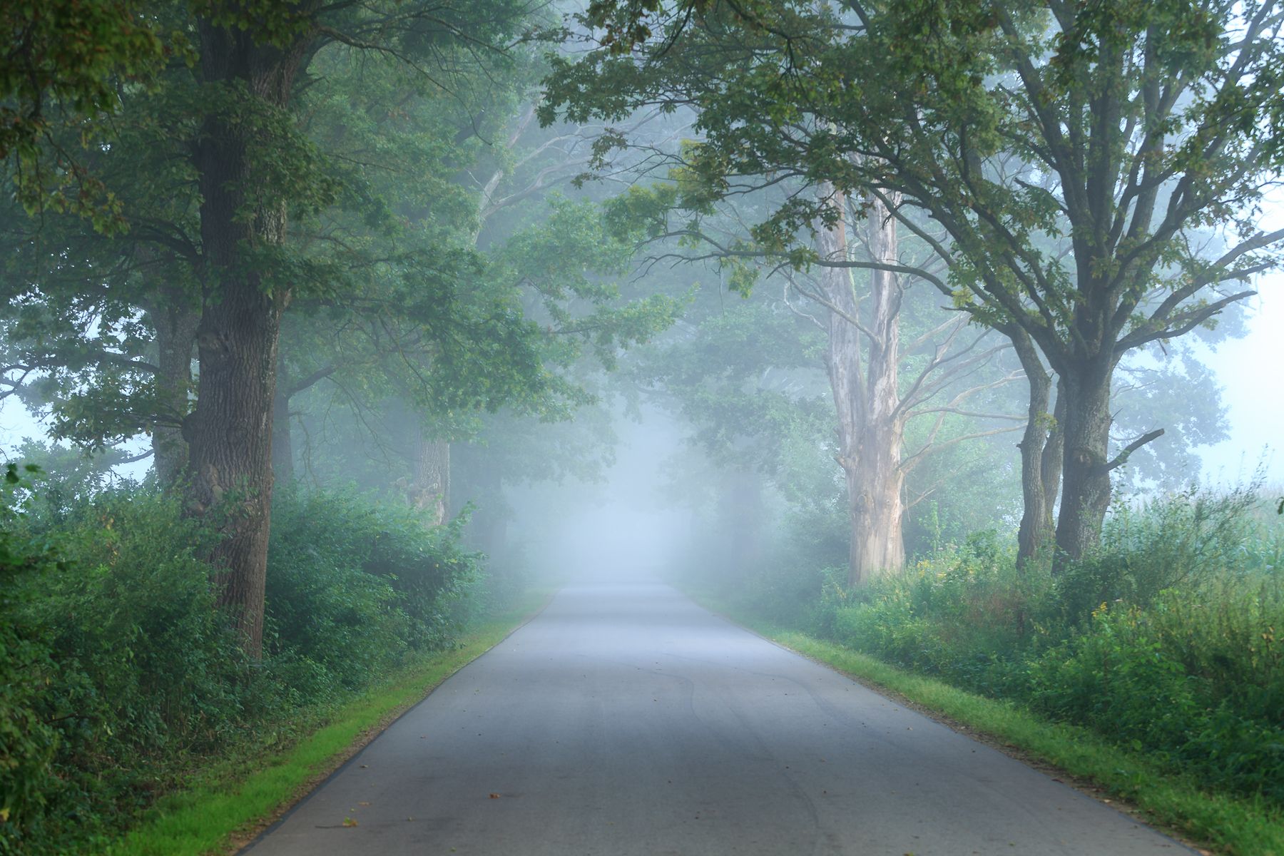 misty, morning, trees, alley, oak, fog,  Mirosław Pruchnicki