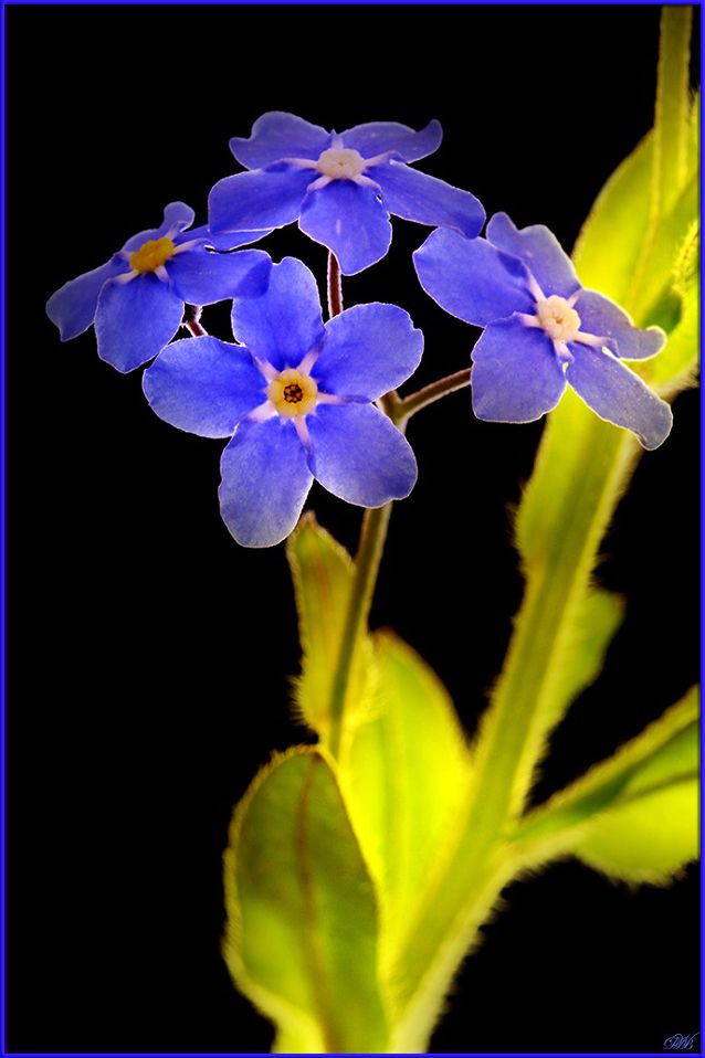 blue, close-up, color, colors, color image, flower, forget-me-not, green, macro, myosotis, nature, photography,, Dr Didi Baev