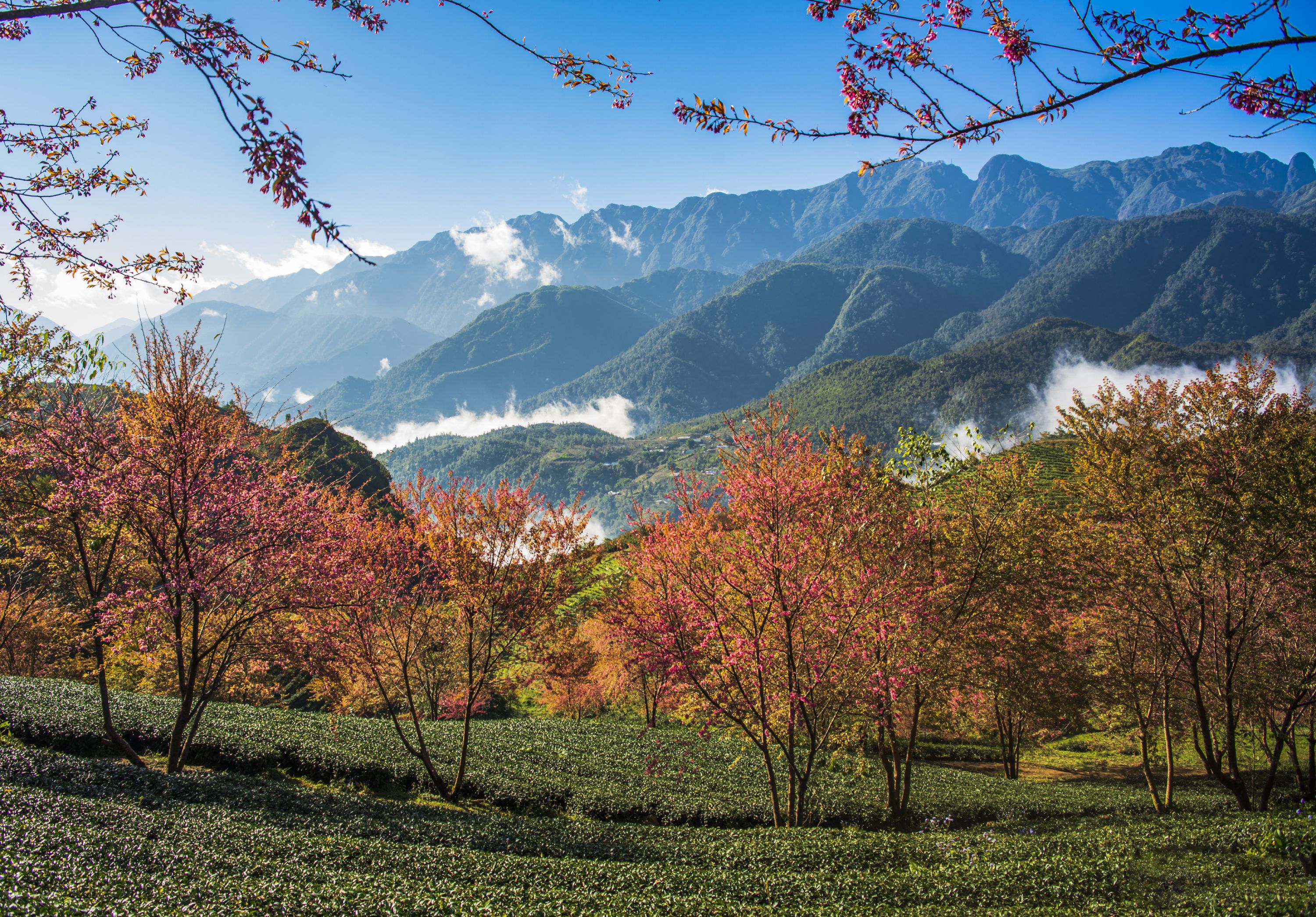 landscape, sapa, spring, flower, Anh Tuấn Trần