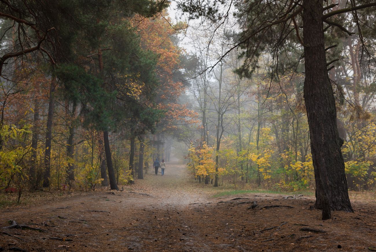 лес, осень, октябрь, утро, туман, рассвет, Галанзовская Оксана
