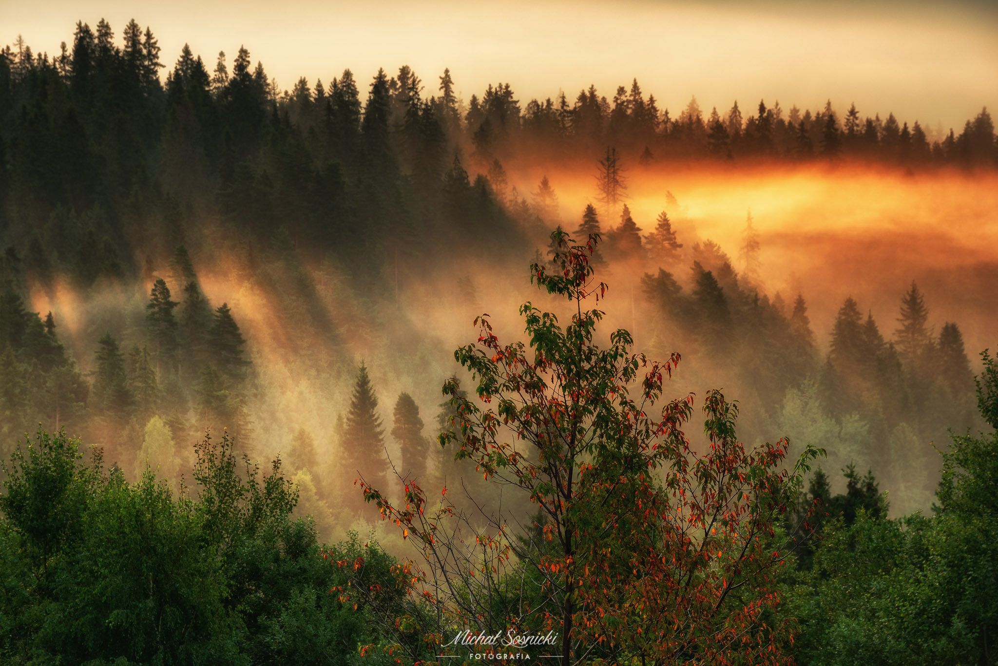 #tree #laser #fog #foggy #wood #nature #amazing #earth #pics #photo #best #poland, Michał Sośnicki
