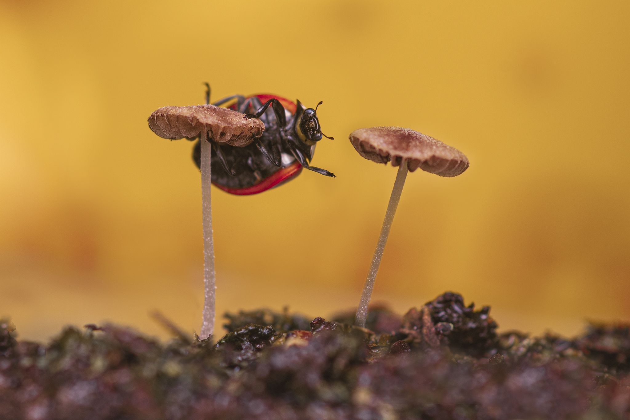 ceclii, nikon d5600,macro, Tsvetan Ganev