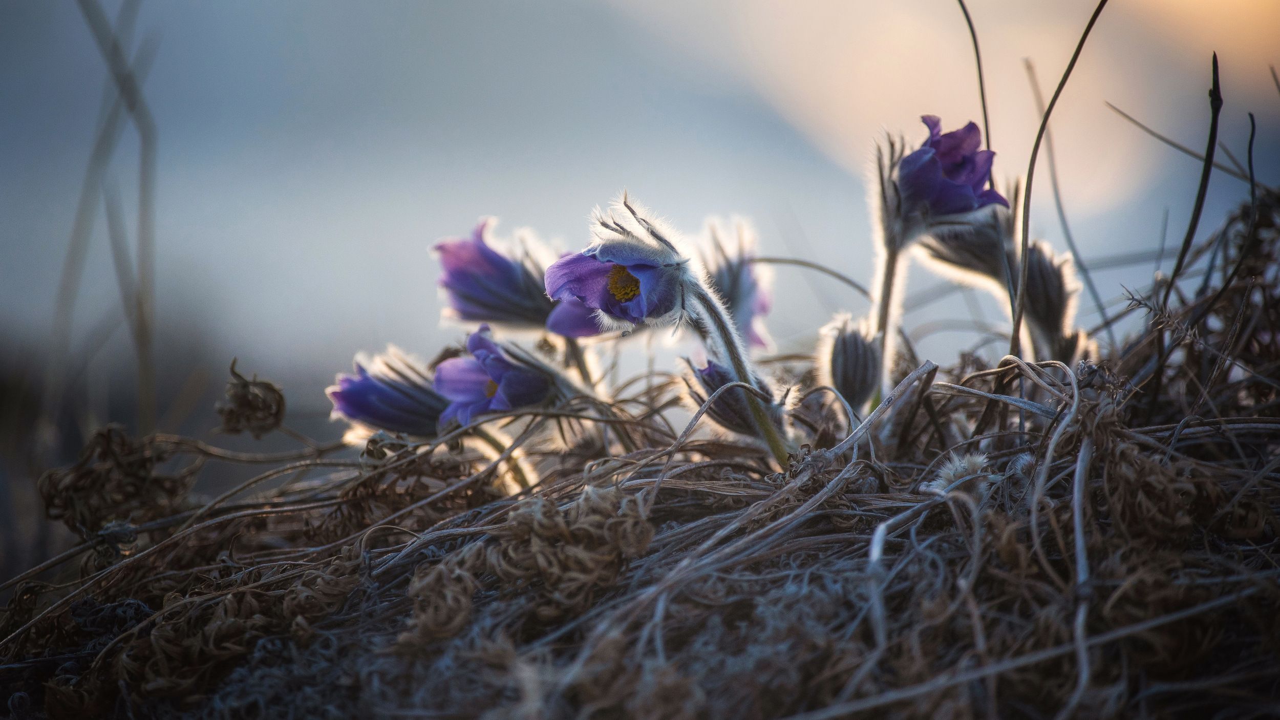 сон трава,цветы, подснежники, цветы в песках, Алексей Кретов