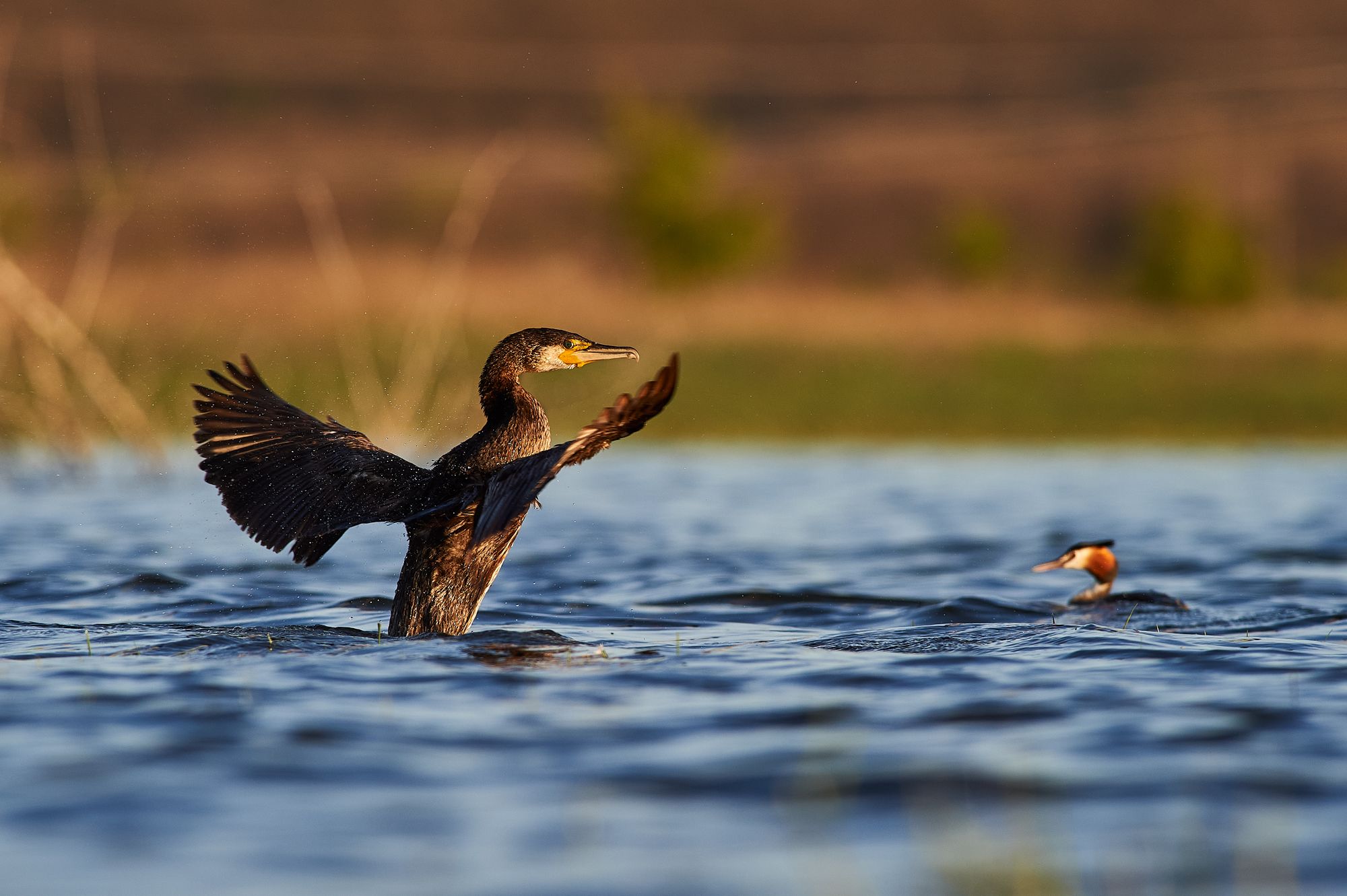 nature, wildlife, birds, Калин Ботев