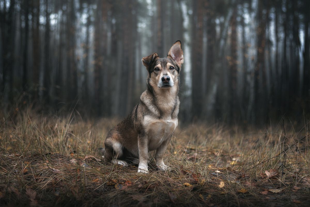 собака, животное, Евгений Крутиков