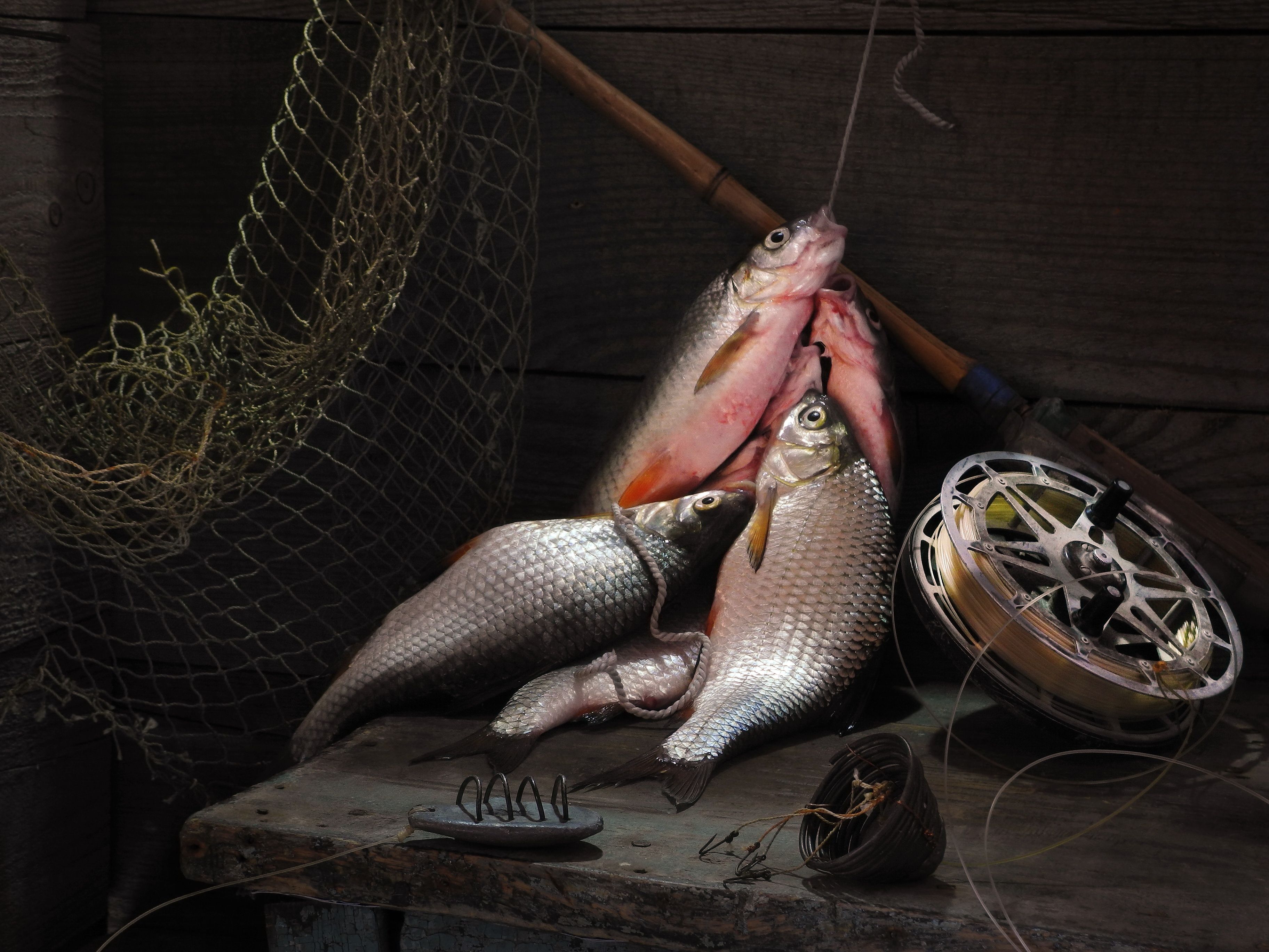 рыба рыбалка плотва карась вобла катушка леска, Сергей Фунтовой