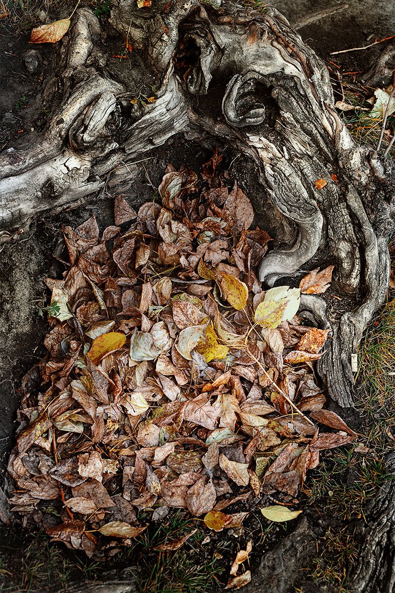 #autumn #leaf #naturephotography #nature #forest #yellow #season #plant #pattern #multicolor #colors #dry #tree #photography #photographer #ekaterinburg, Валерий Коновалов