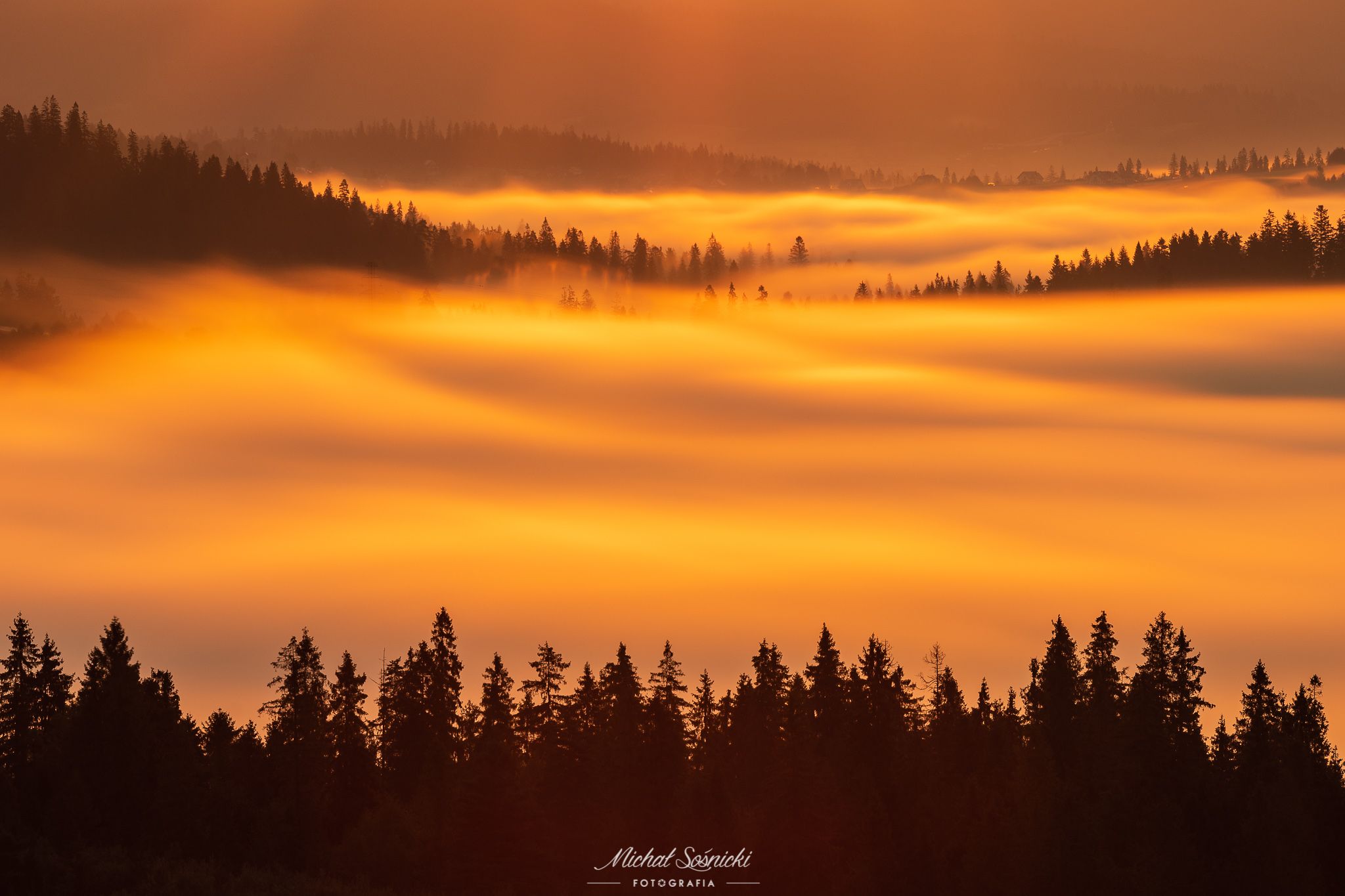#poland #laser #fog #foggy #forest #sunrise #long #best #nature, Michał Sośnicki