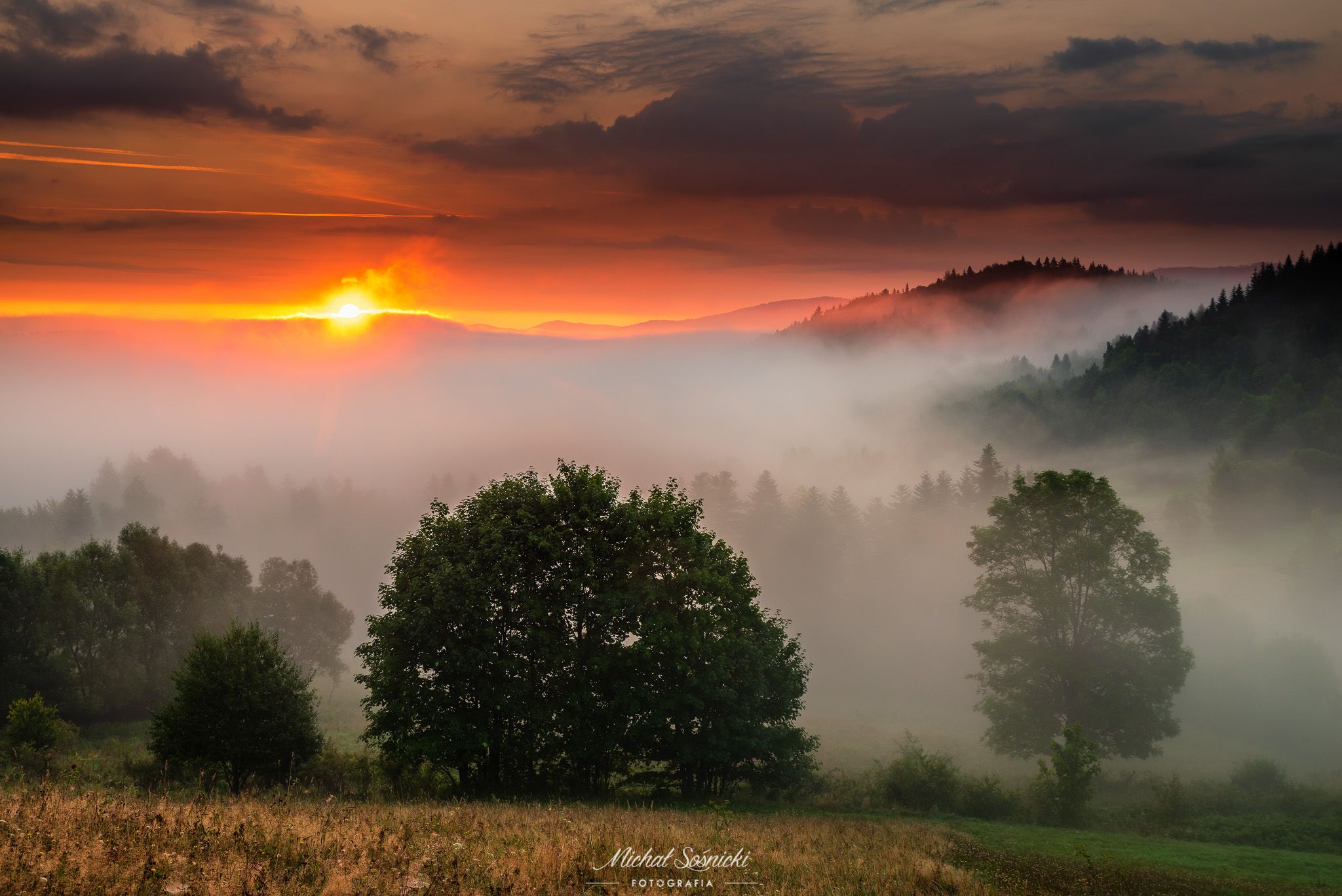 #poland #laser #fog #foggy #forest #sunrise #long #best #nature, Michał Sośnicki