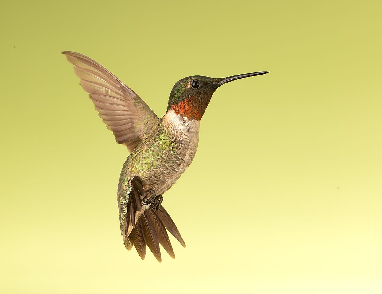 колибри,ruby-throated hummingbird, hummingbird, Elizabeth Etkind