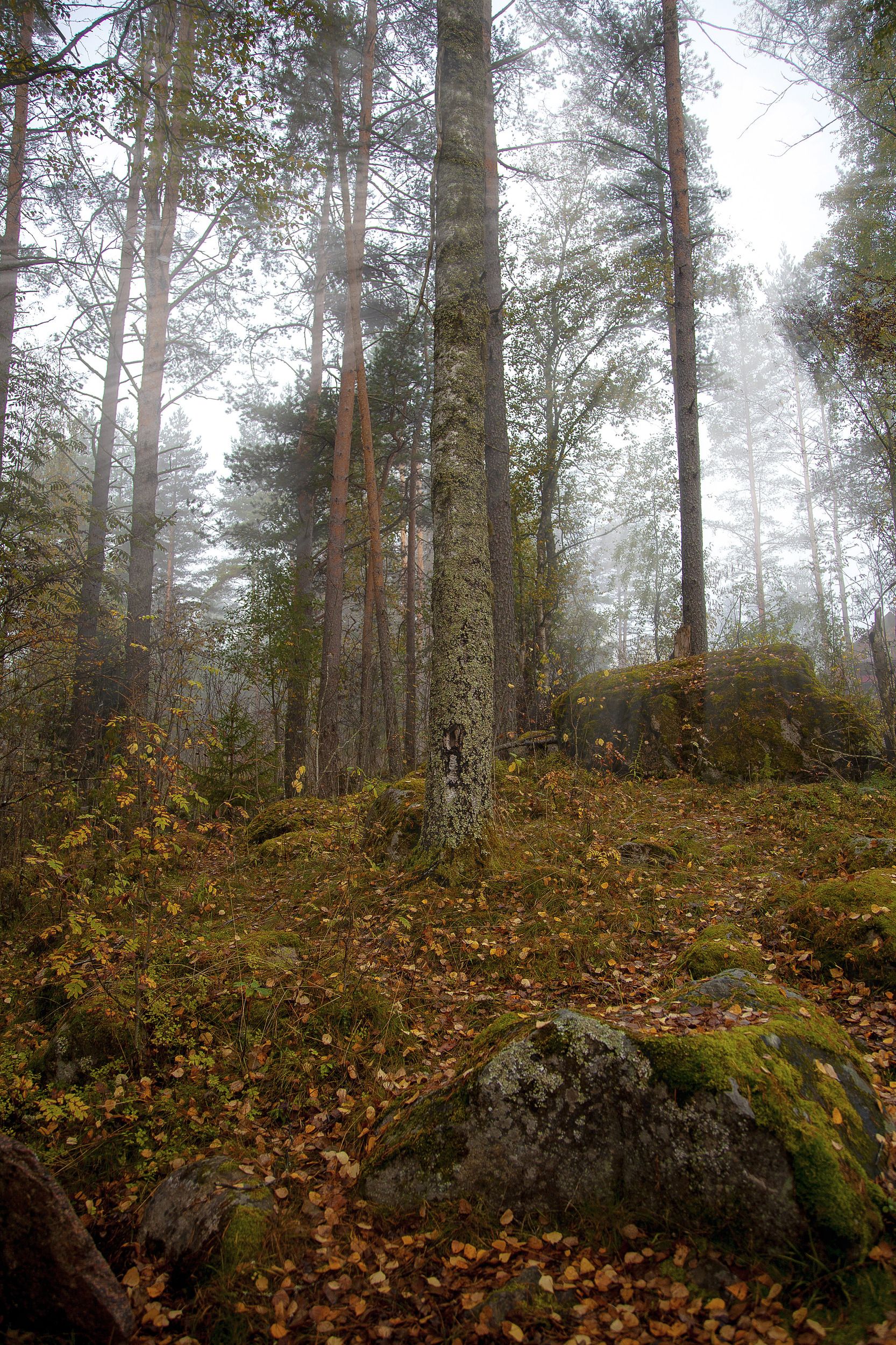 пейзаж, осень, тишина, туман, лес, Александр Игнатьев