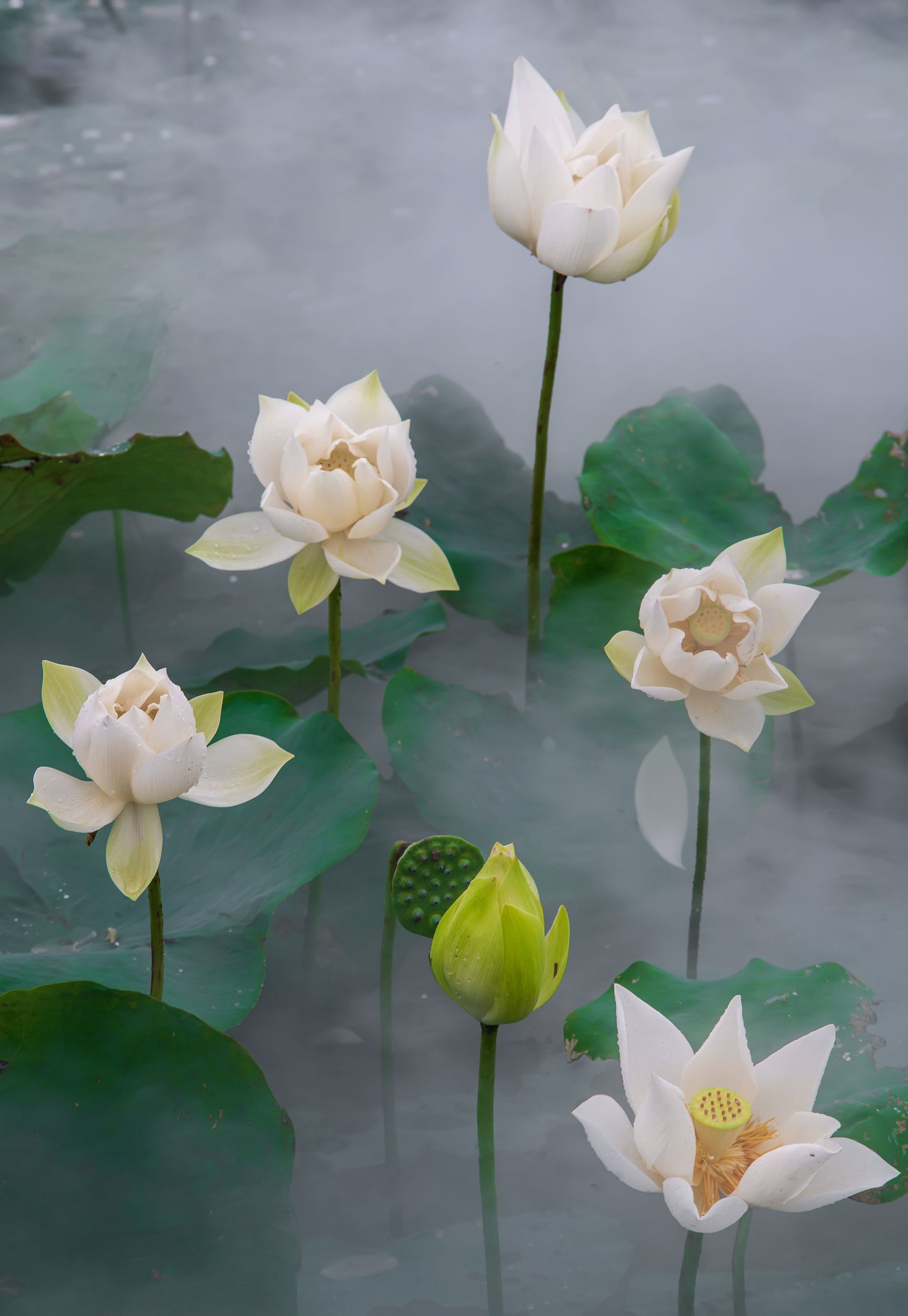 Landscape, Flower, Lotus, Nikon, Vietnam, Anh Tuấn Trần