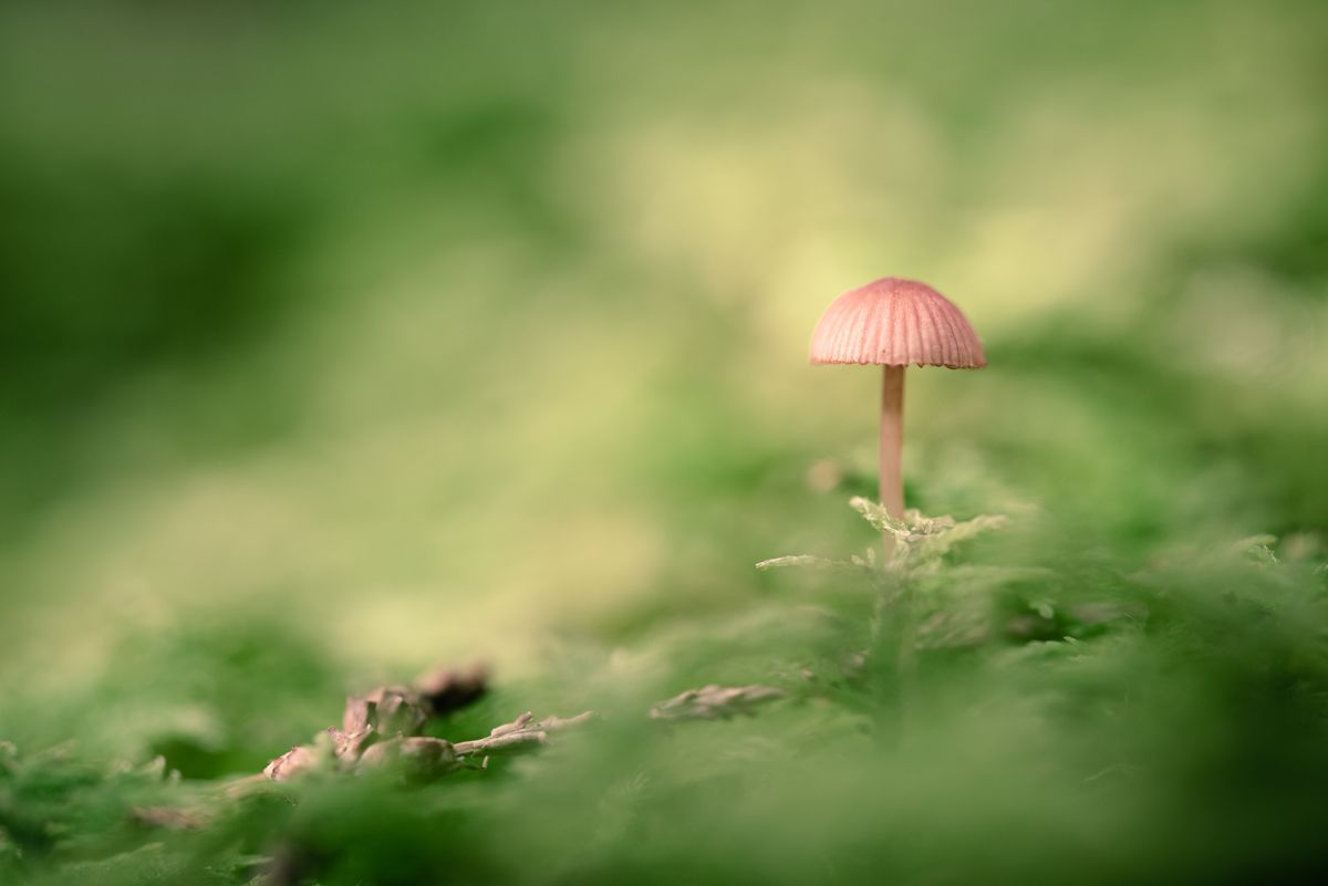 mushrooms,nature,forest,macro, Tomek Orylski
