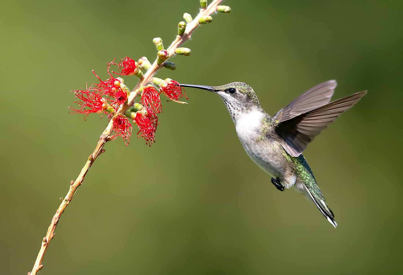 колибри,ruby-throated hummingbird, hummingbird, Elizabeth Etkind