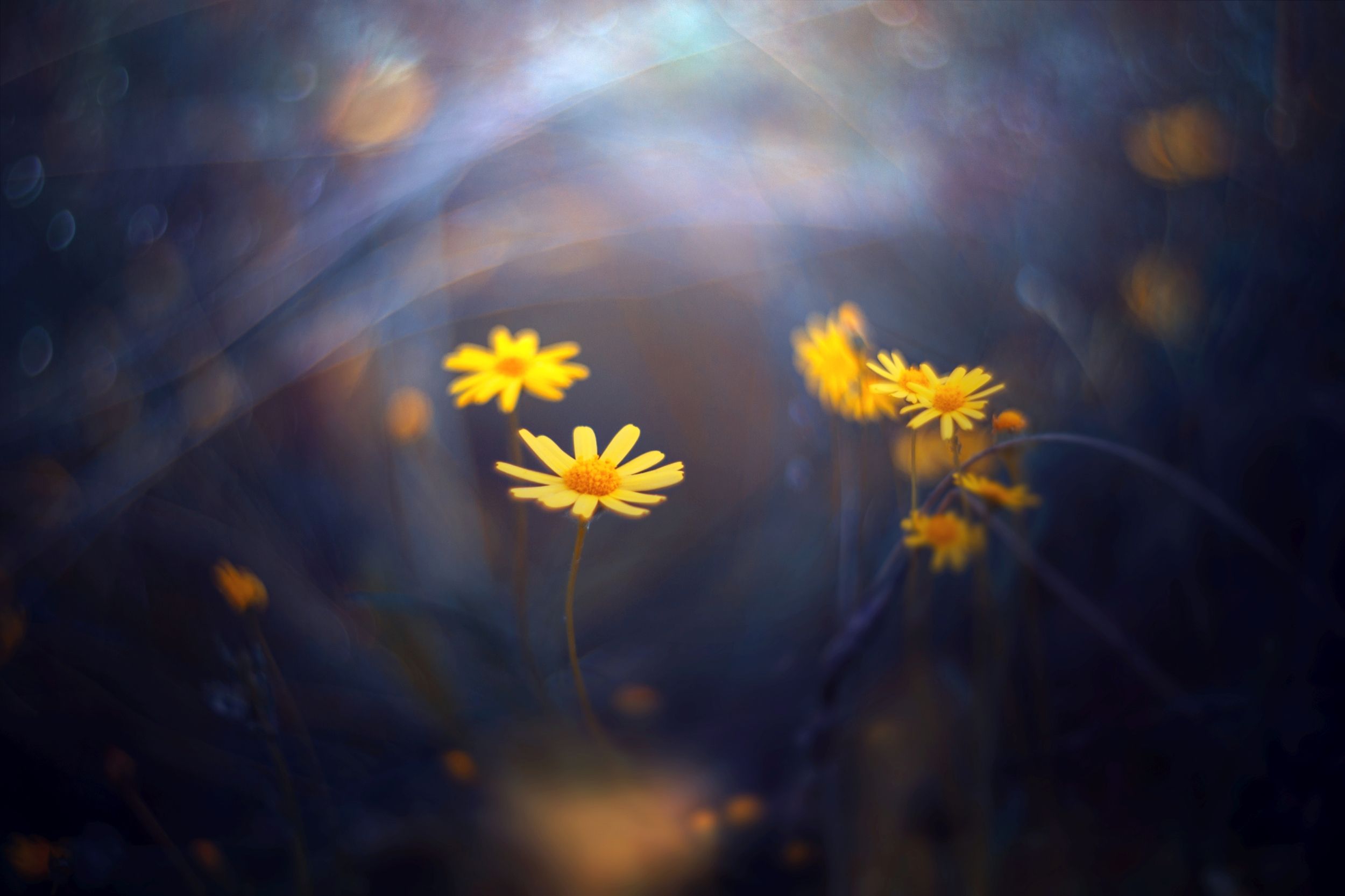 green,bokeh,zenit,helios,85mm,flowers,nature,blue,yellow,orange,light,dark,, Борислав Алексиев