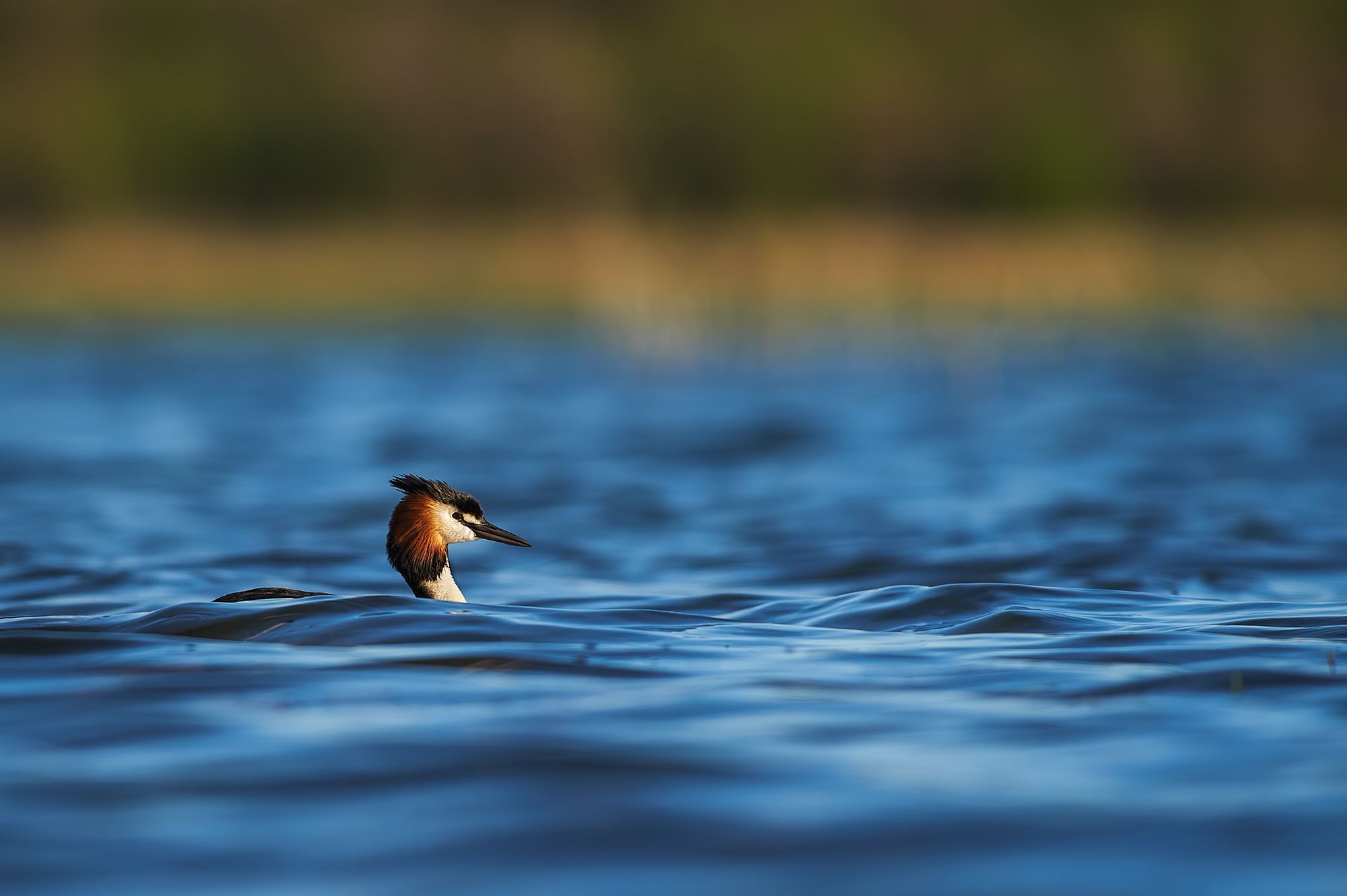 nature, wildlife, birds, Калин Ботев