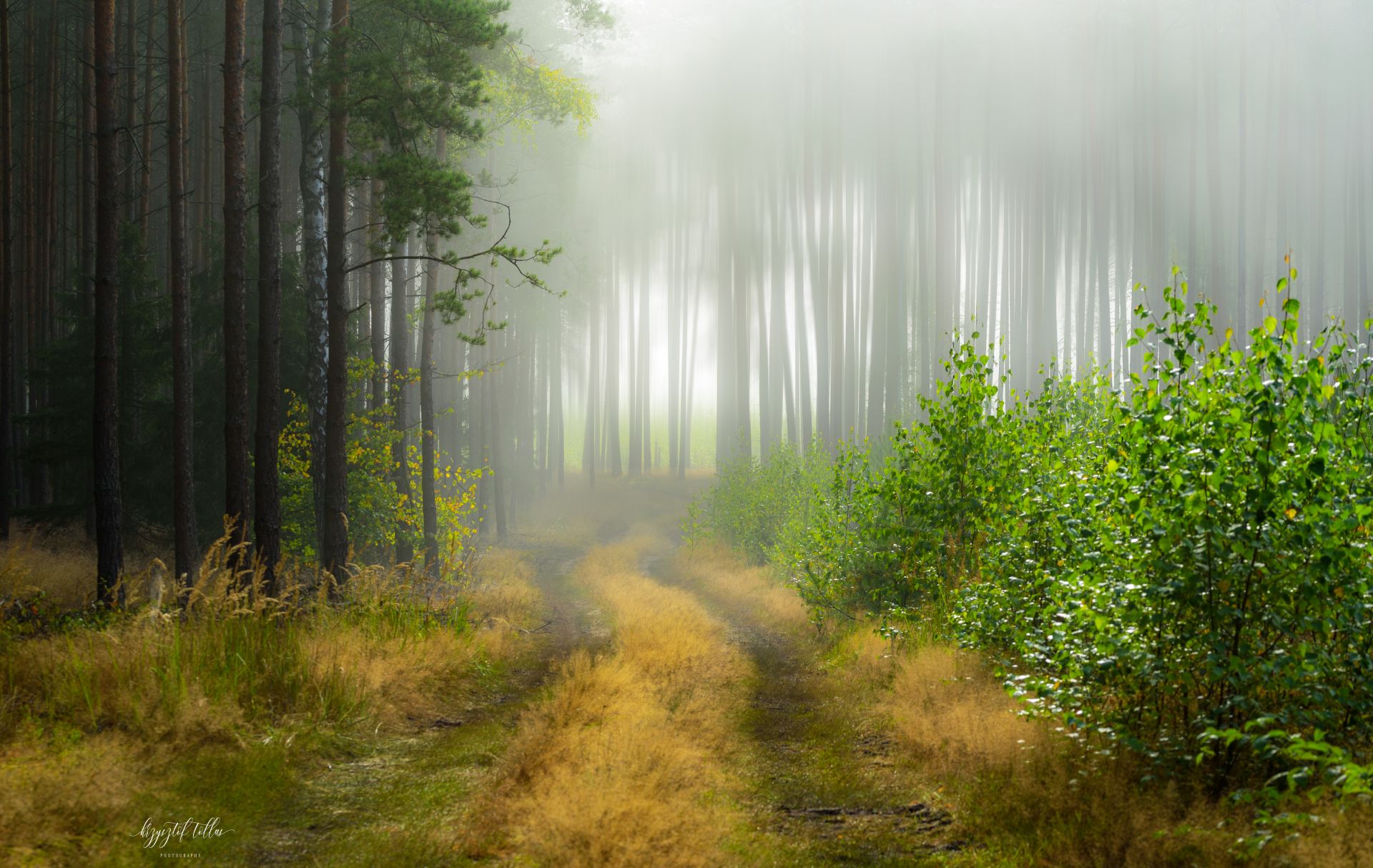  fog  morning light  trees  summer  sky  forest atmosphere  nikon  light  Woodland  Photography  Nature, Krzysztof Tollas