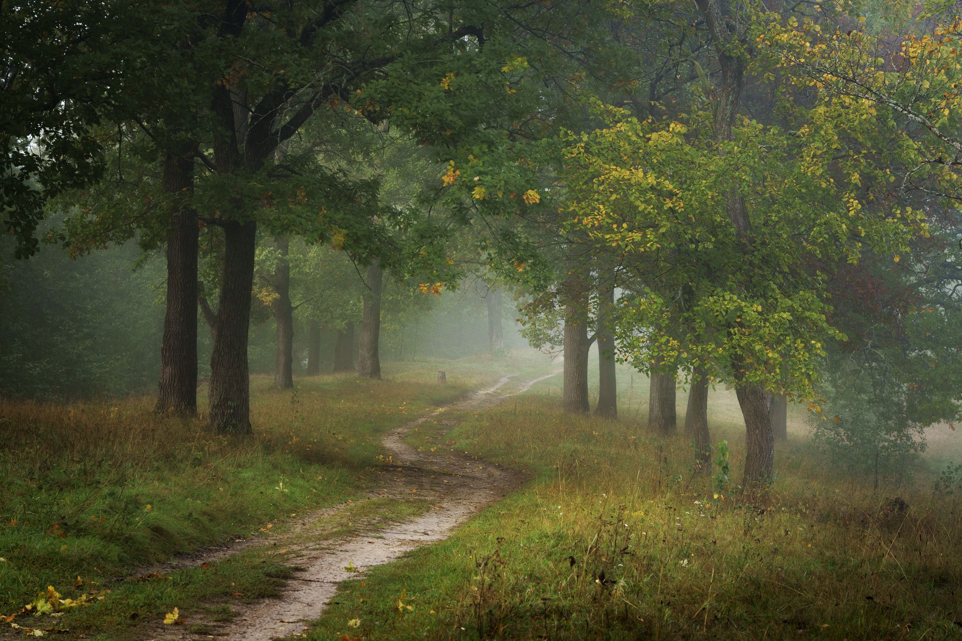 осень,лес,дорога, Григорий Бельцев
