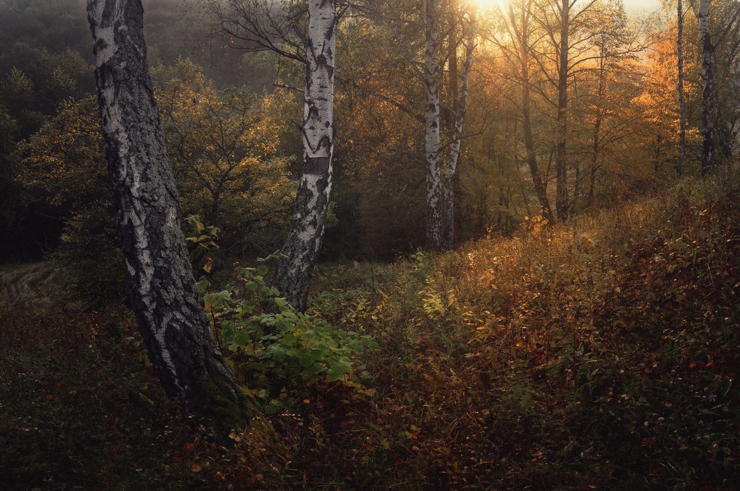 лес, свет, утро, природа, Баранов Олег