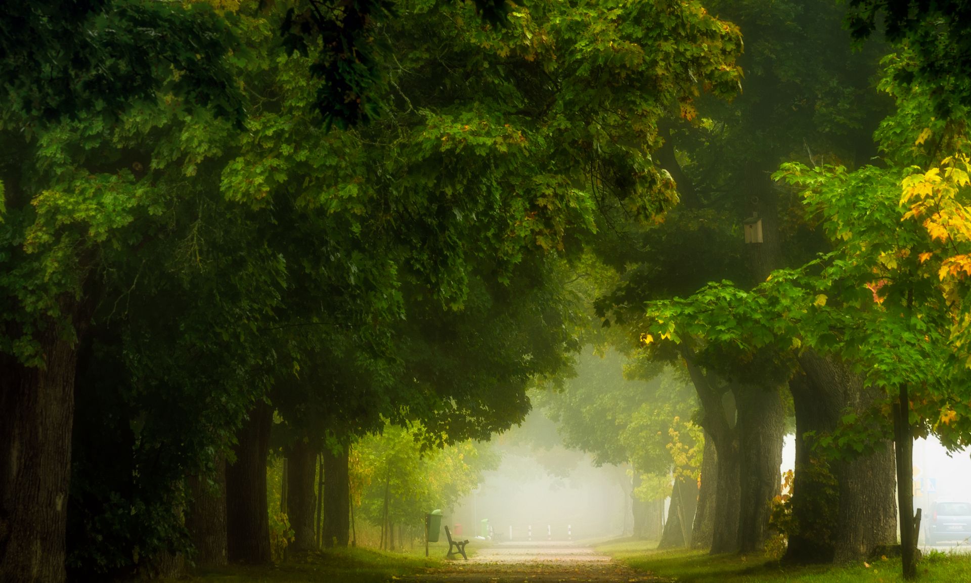 Maple Avenue, Nature, Landscape, Fog, Leaves, Morning, Trees, Bench, Atmosphere, Light, Krzysztof Tollas