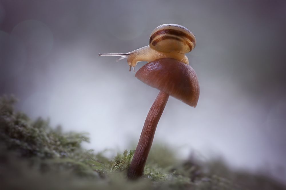 макро, улитка, snail, macro, грибы, лес, волшебное макро, Марина Хилько