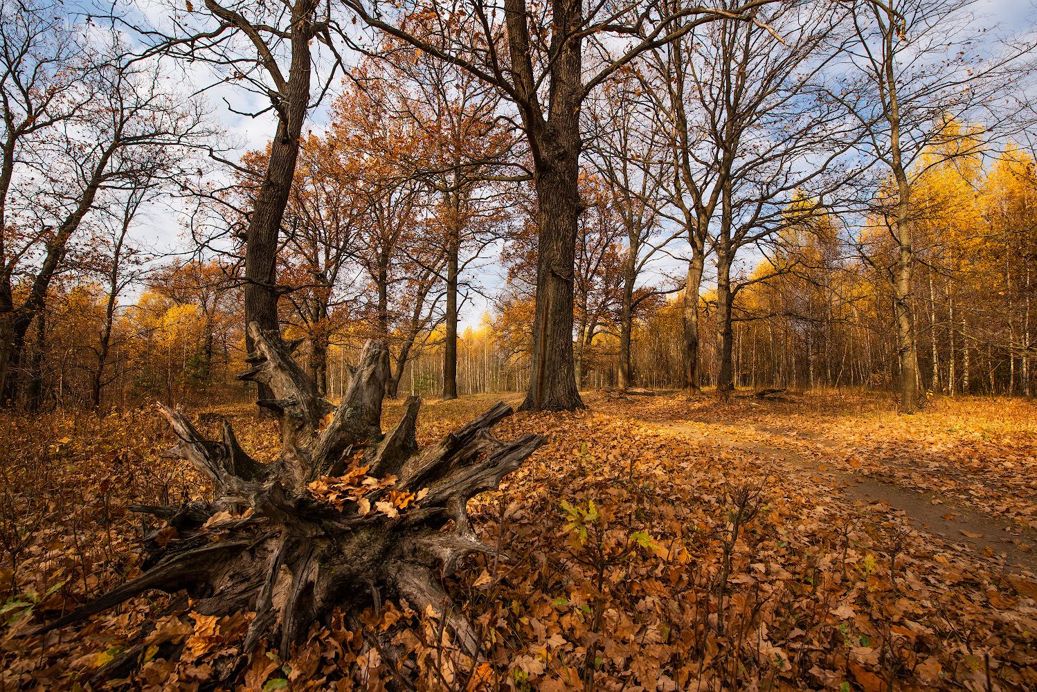 осень, лес, Владислав Храмцов