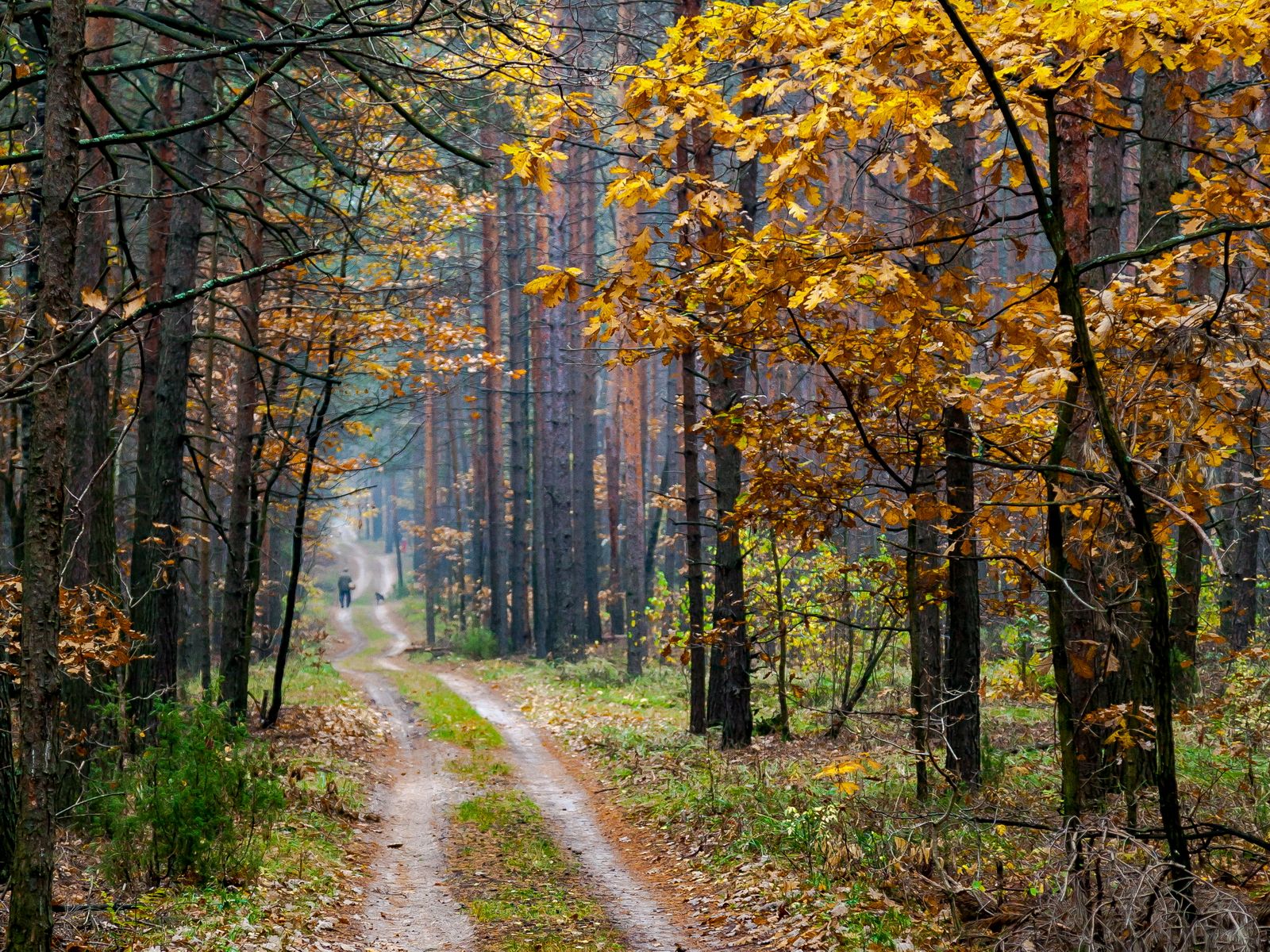 Лес, осень, сосны, дорога, грибник, туман, Юрий Морозов