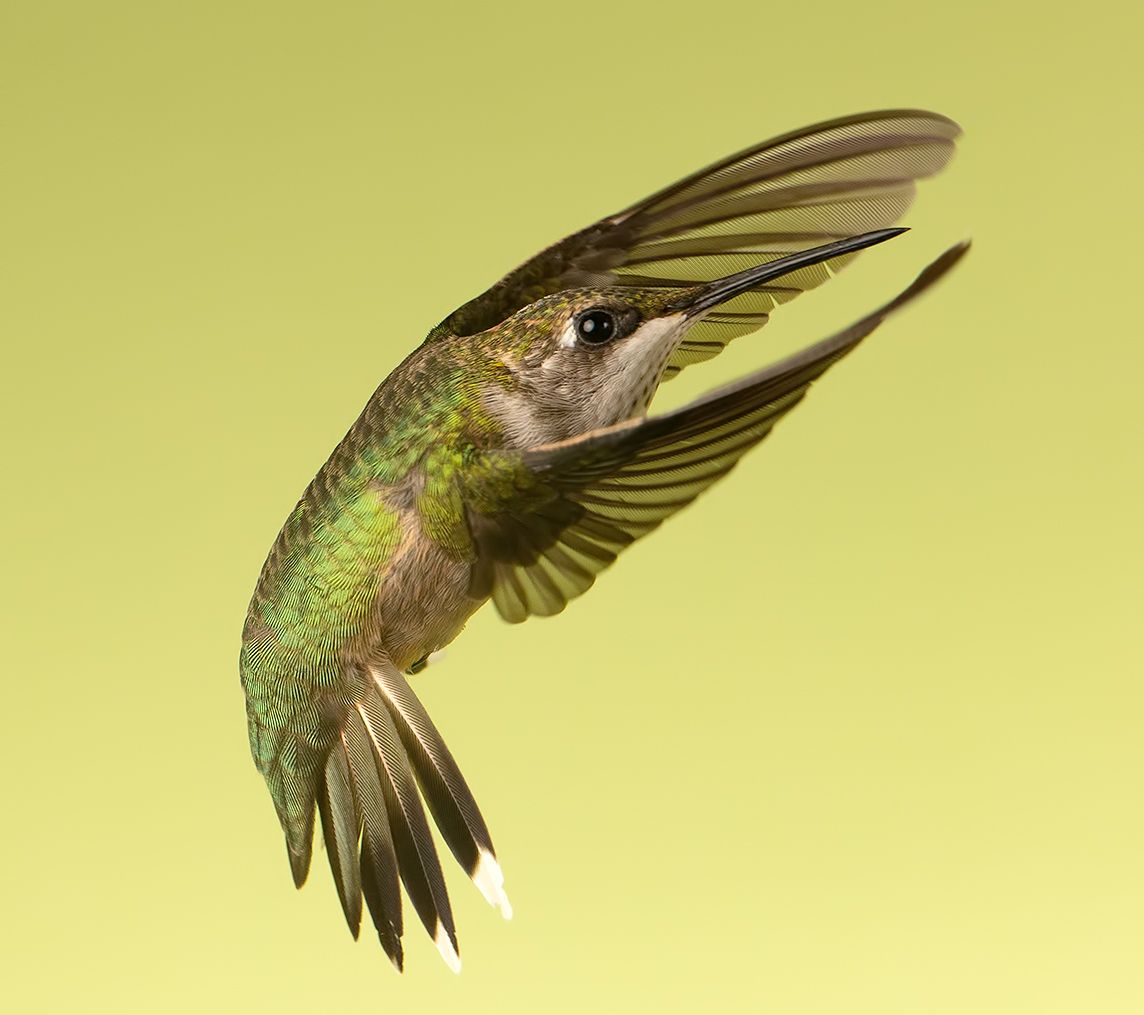 колибри,ruby-throated hummingbird, hummingbird, Elizabeth Etkind